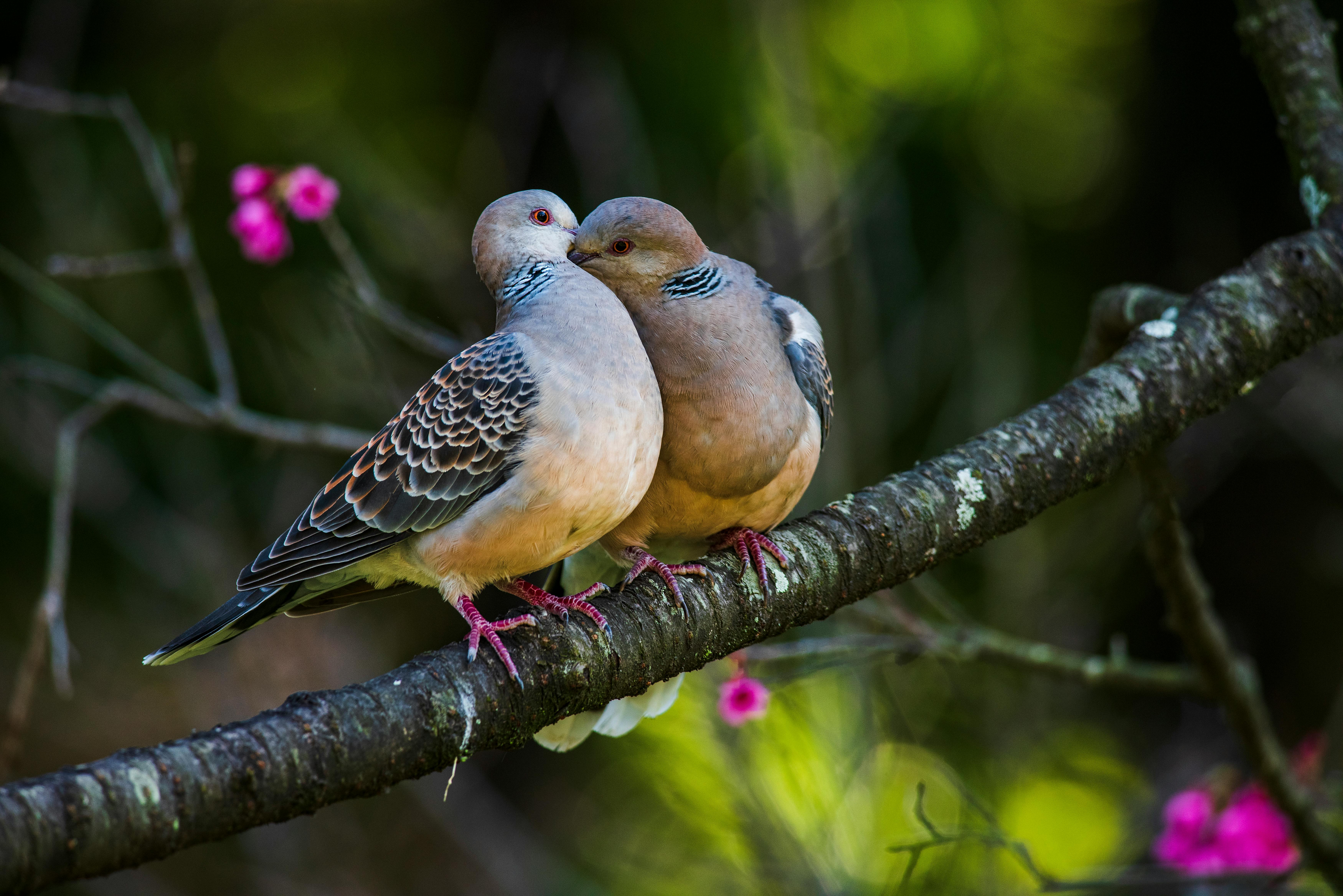 Turtledove Birds Sitting on a Branch and Hugging · Free