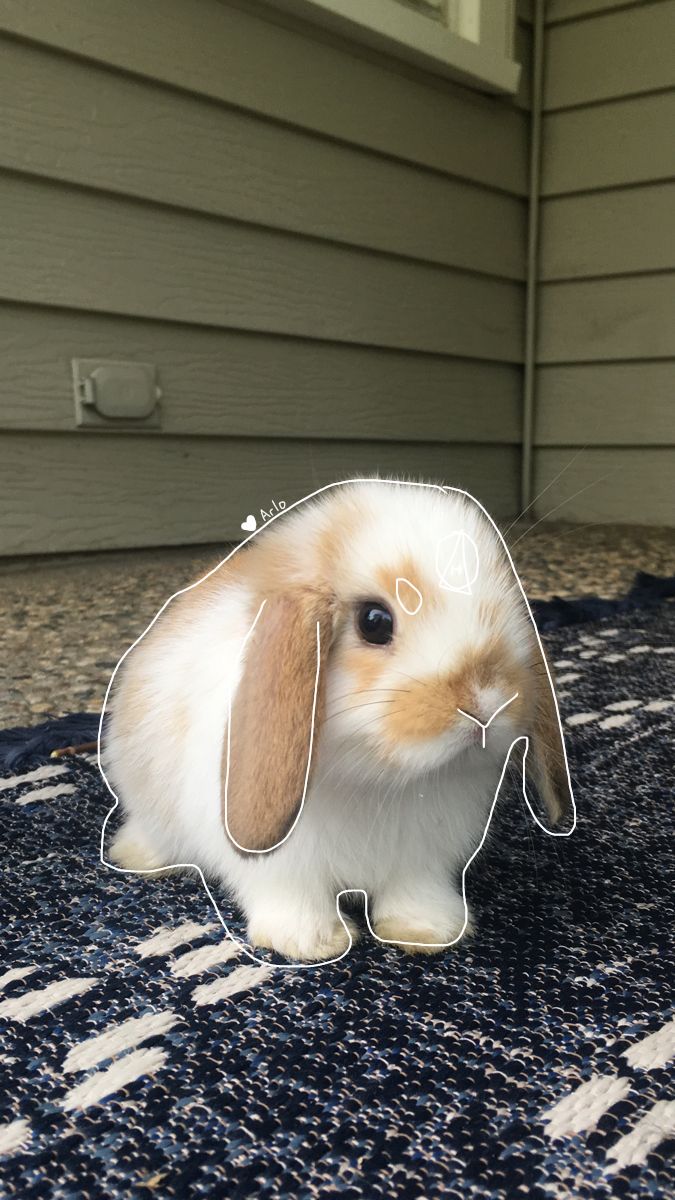 Pfp for rabbit therians <3