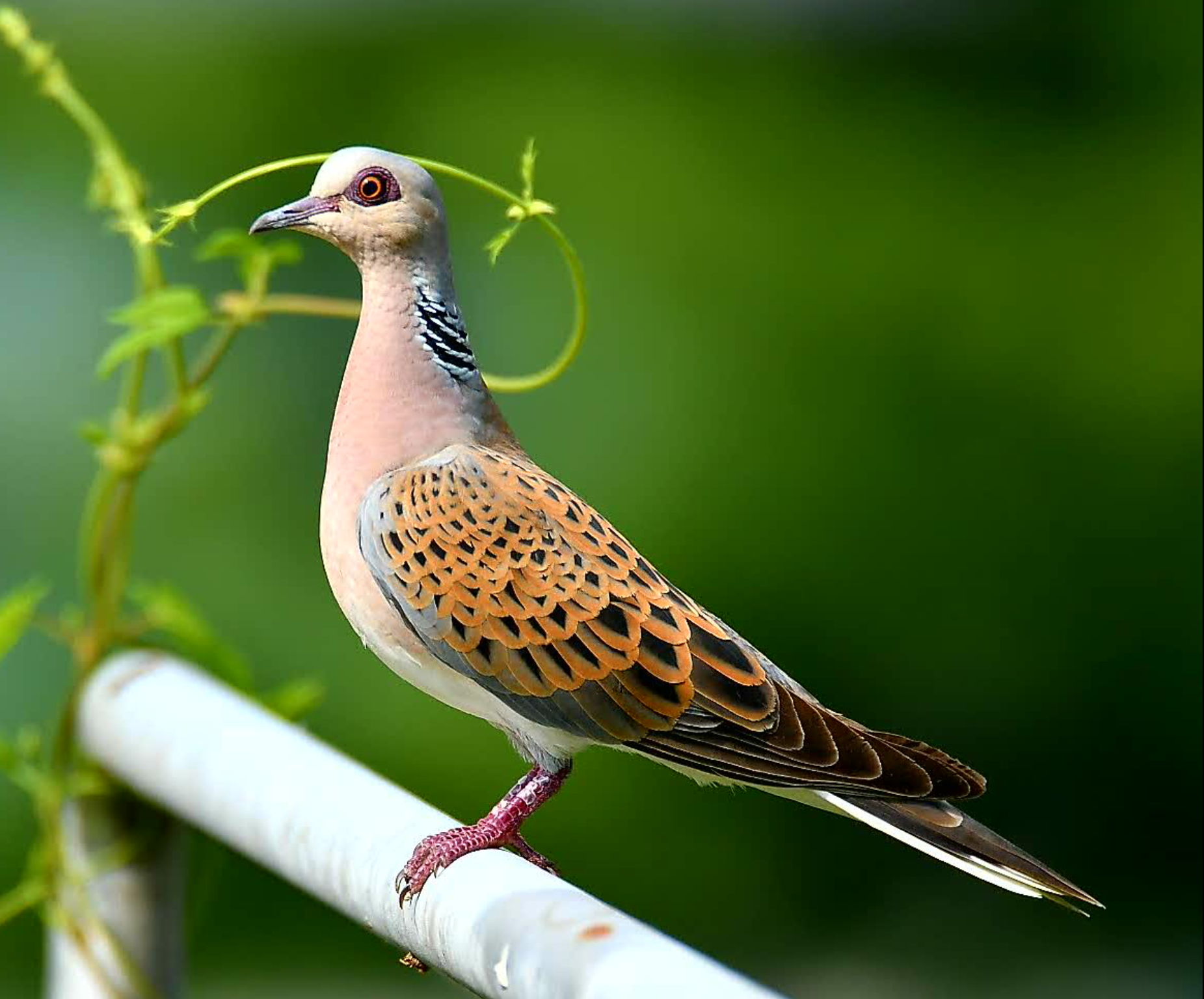 The Future Of The European Turtle Dove