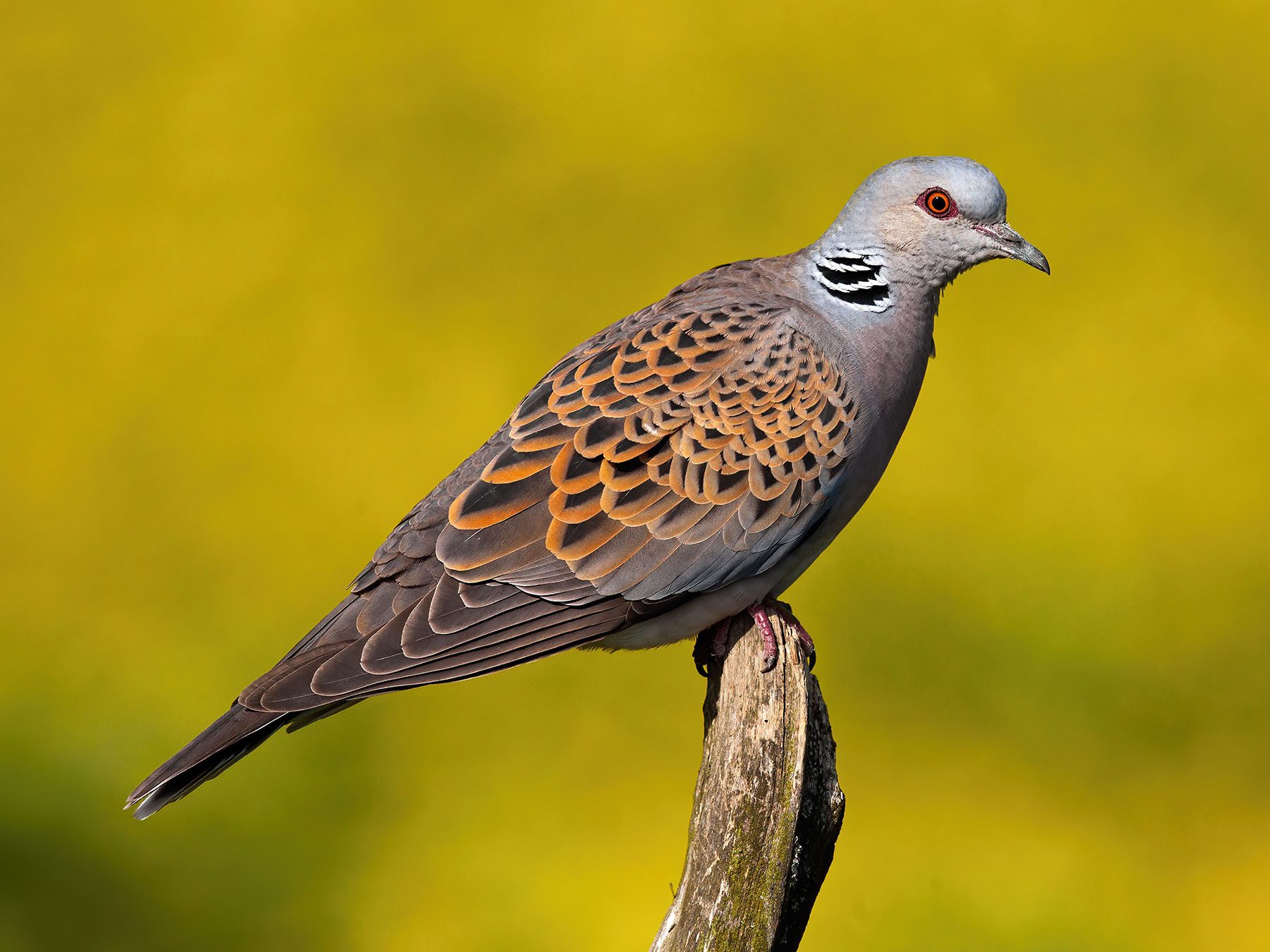 European Turtle Dove Bird Facts (Streptopelia Turtur)