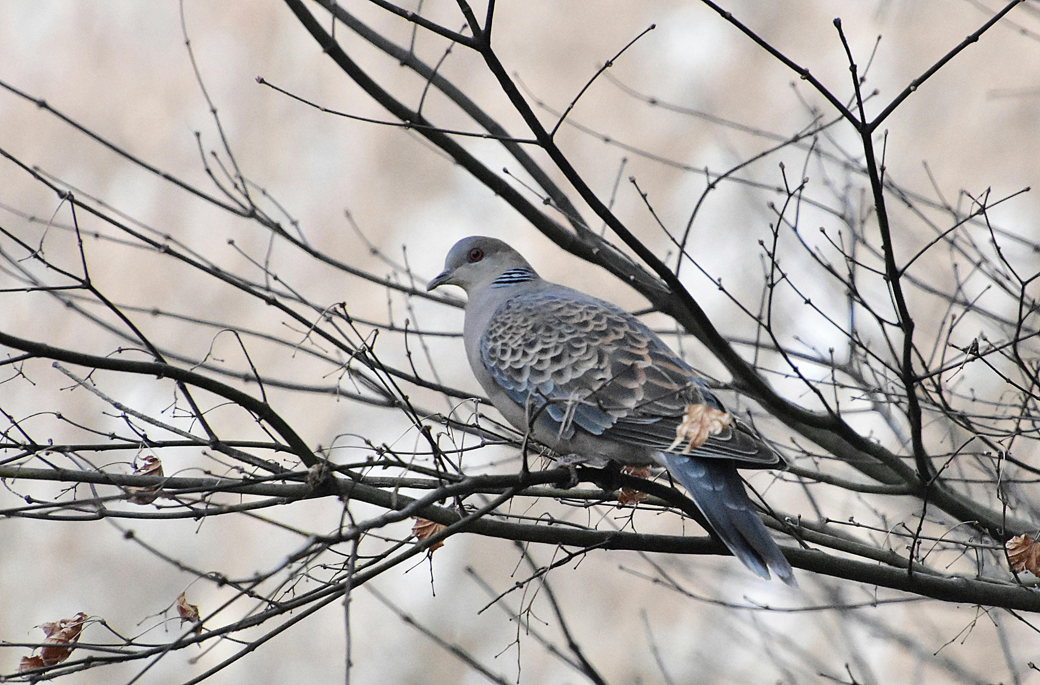 European Turtle Dove Photo, Download The BEST Free European Turtle Dove & HD Image