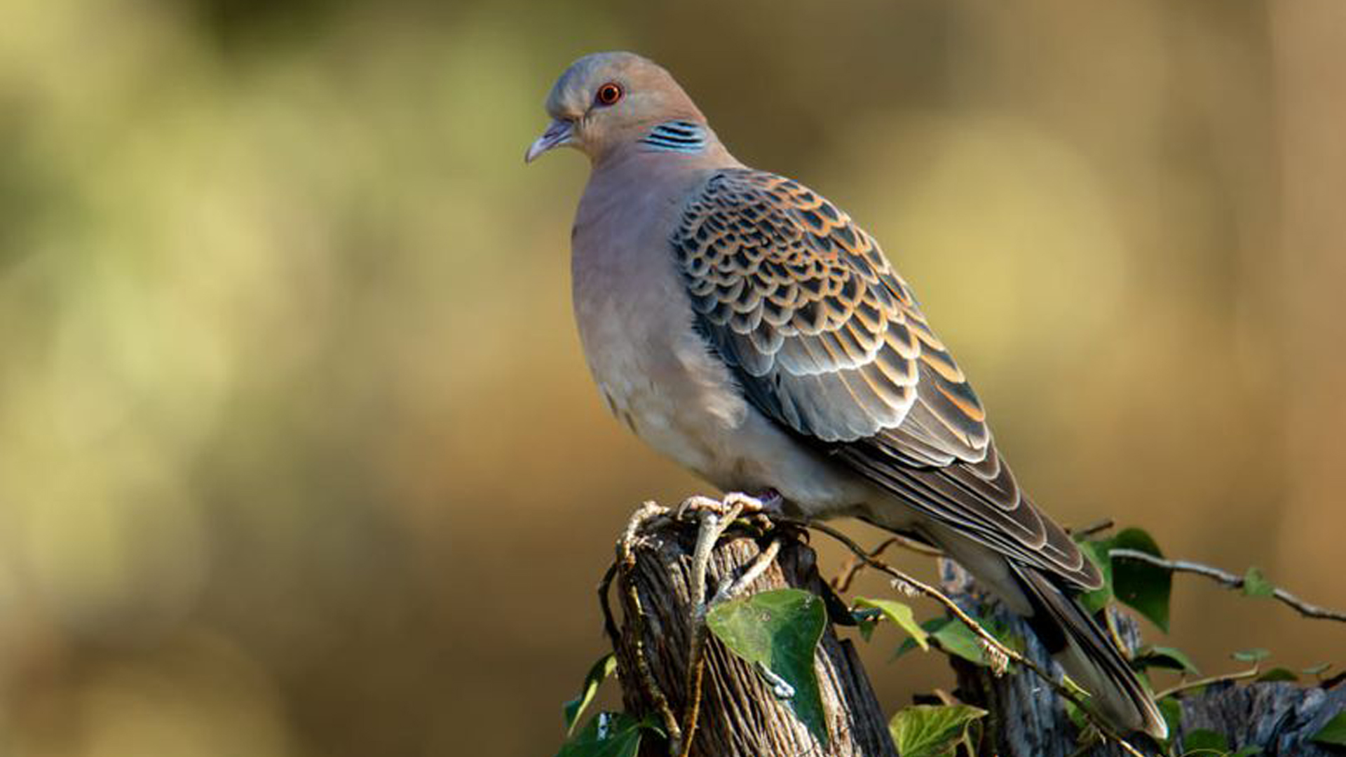 European Turtle Dove Bird Is Standing On Tree Trunk In Blur Background HD Birds Wallpaper