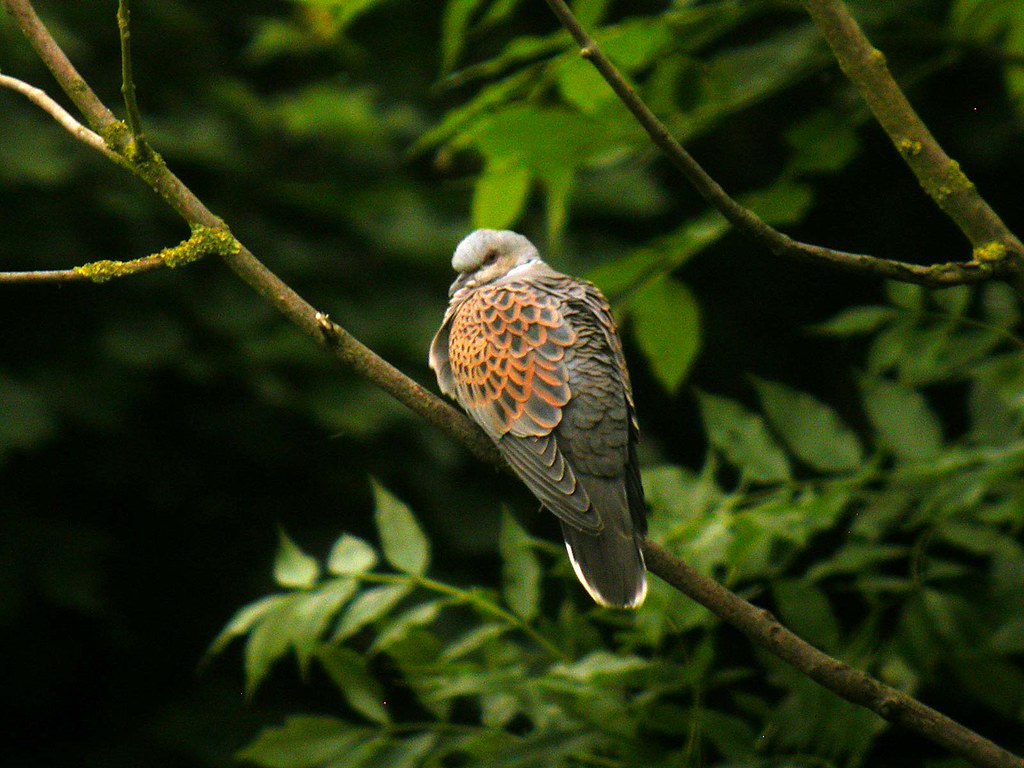 Mystery Bird: European Turtle Dove, Streptopelia Turtur #birds #MysteryBirds