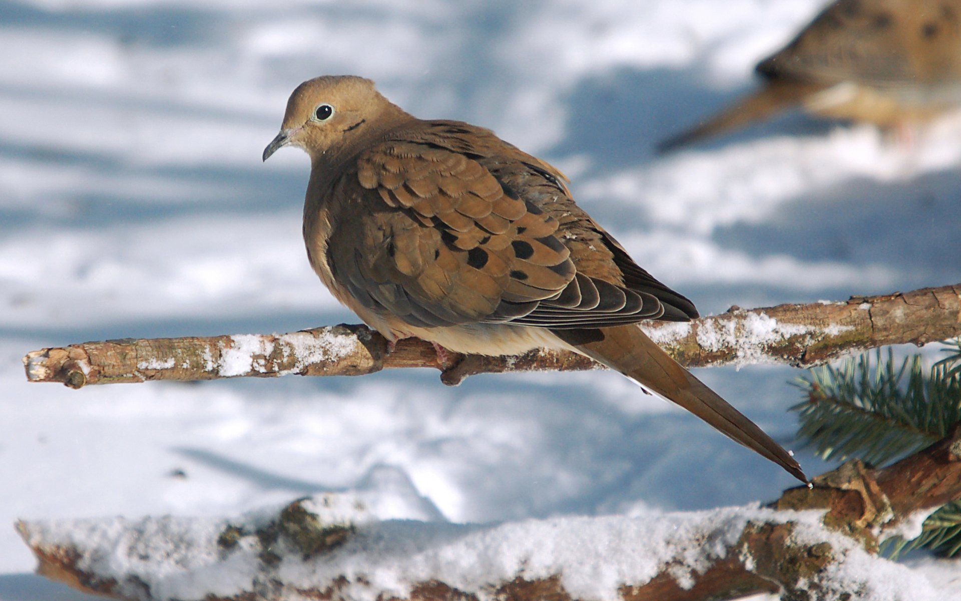 European Turtle Dove