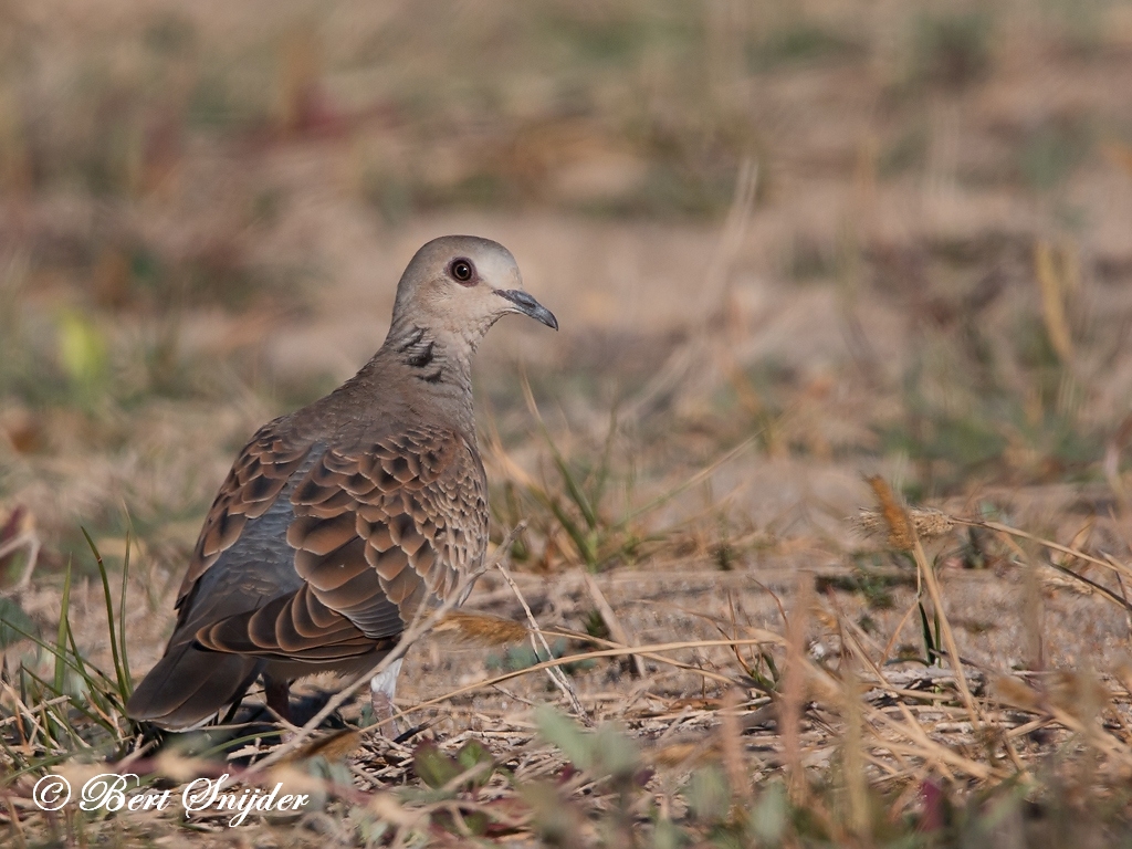 Birding Portugal Turtle Dove. Birding in Portugal, Individual Bird Watching Holiday