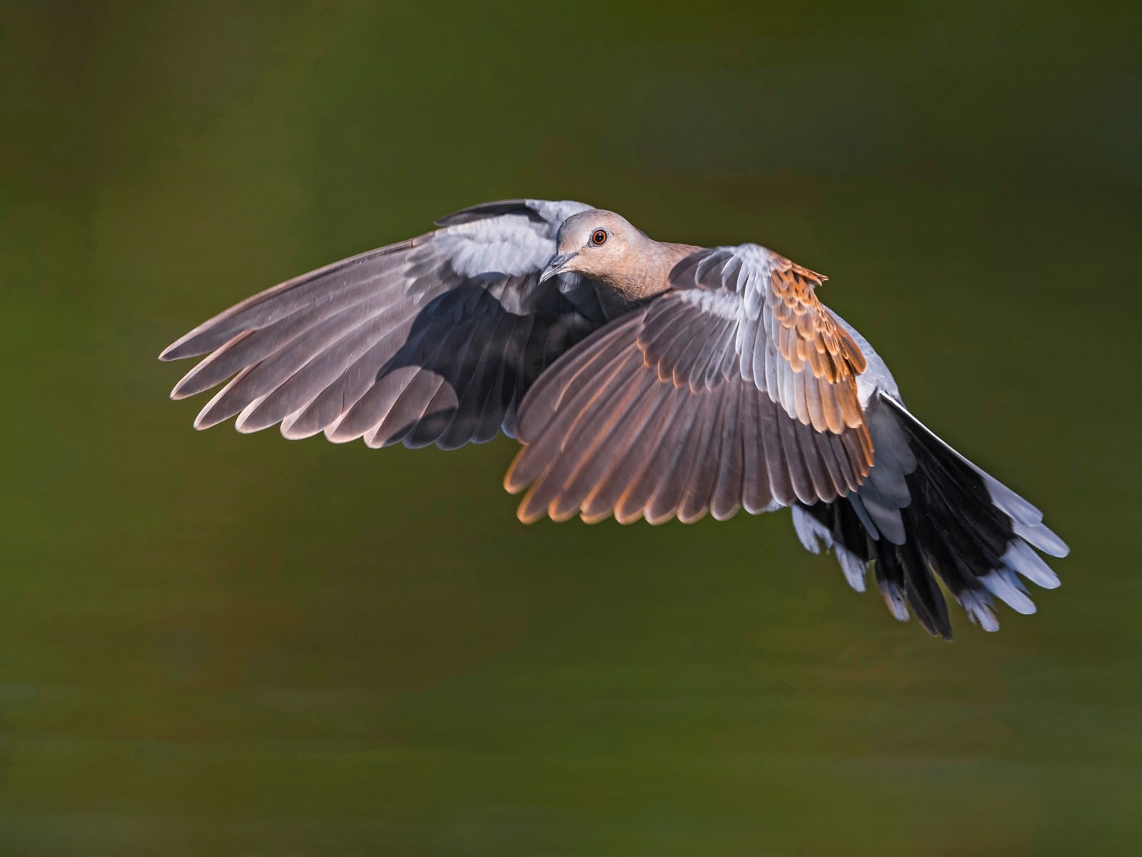 vogelwarte.ch Turtle Dove