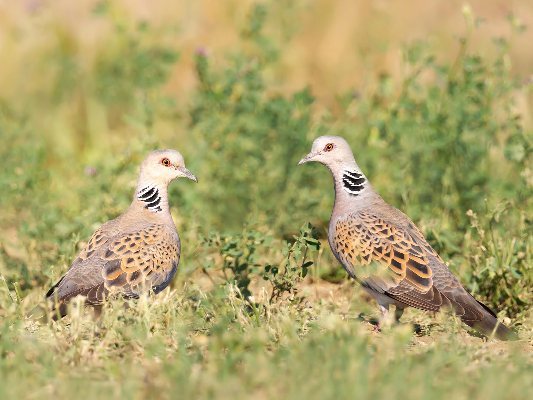 European Turtle Dove Bird Facts (Streptopelia Turtur)