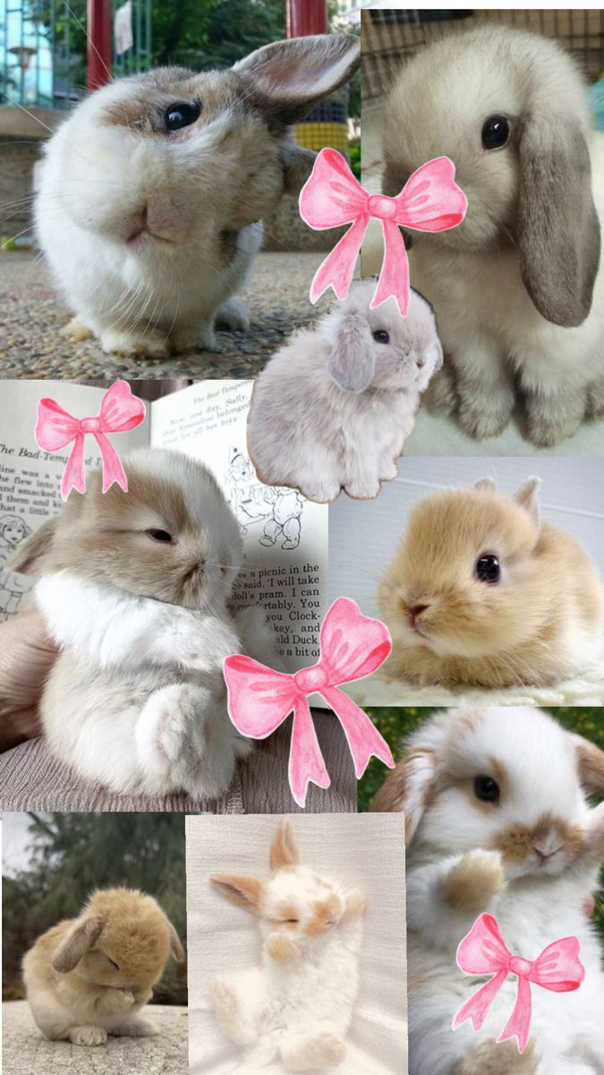 Bunny's!!. Cute baby bunnies, Cute little animals, Cute bunny picture