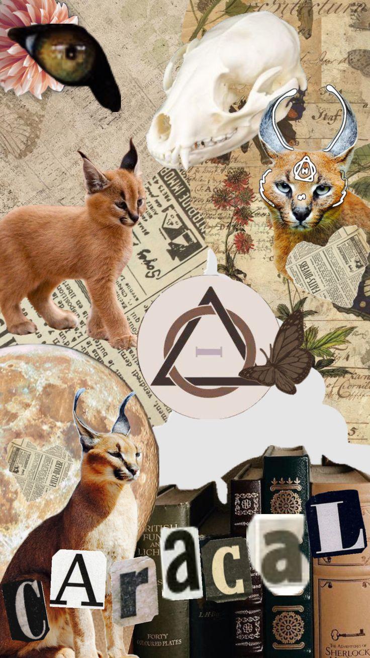 type yalls therian types in comments