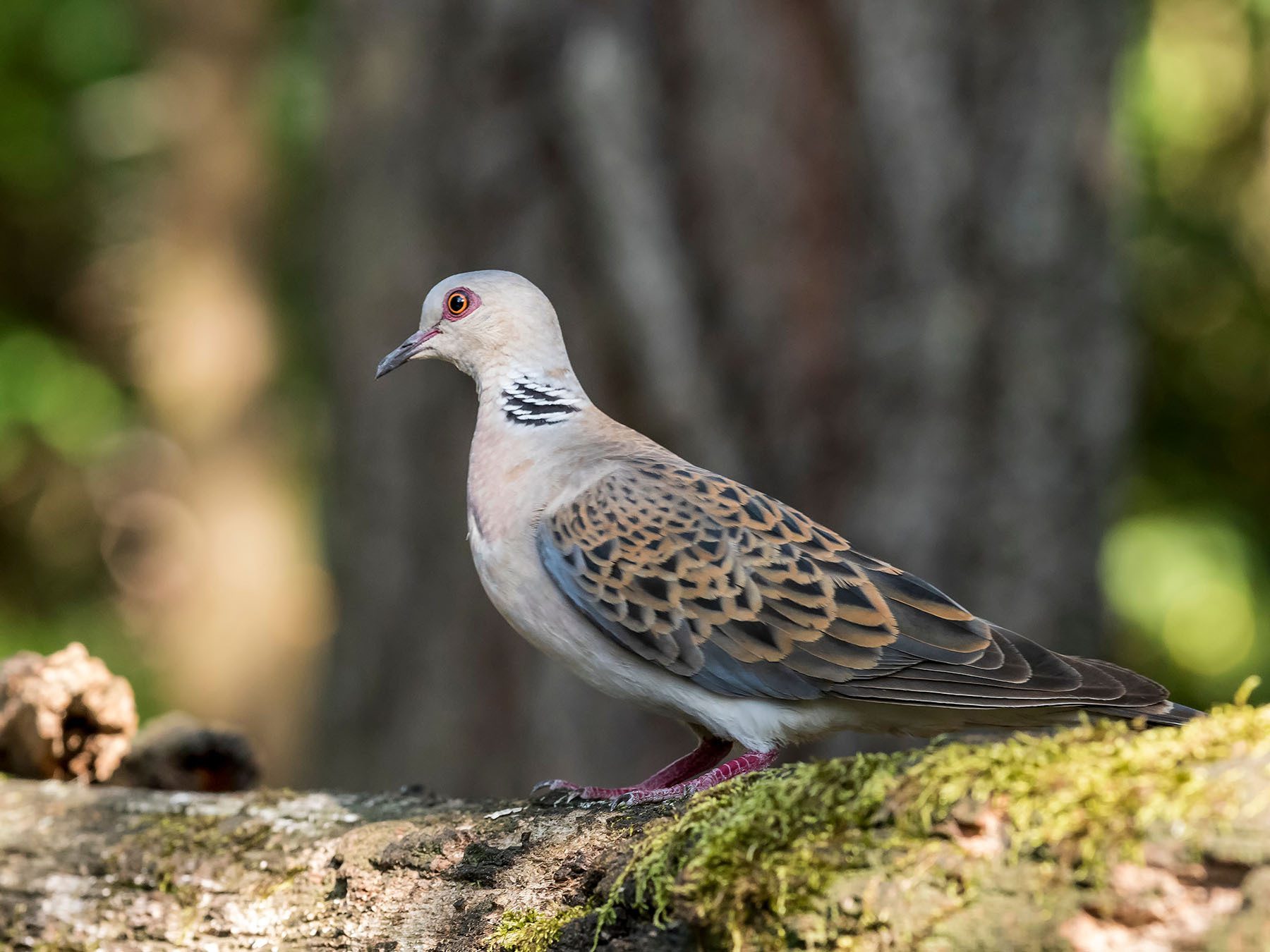 European Turtle Dove Bird Facts (Streptopelia Turtur)