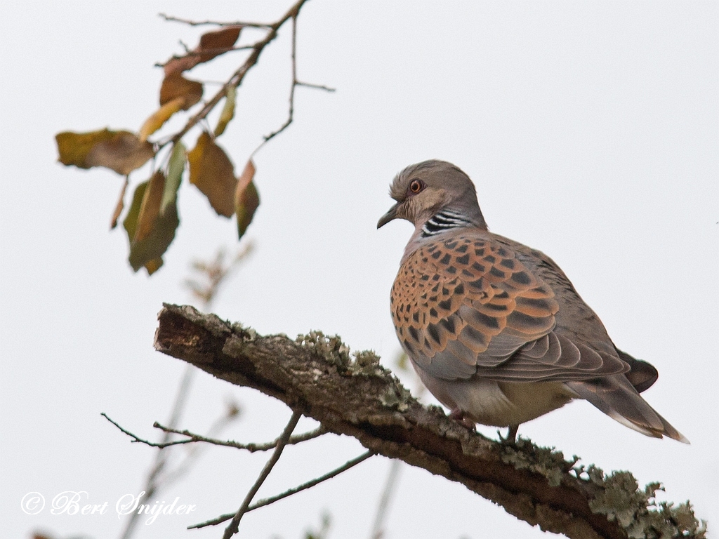 Birding Portugal Turtle Dove. Birding in Portugal, Individual Bird Watching Holiday