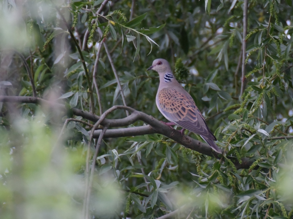 Photos Of European Turtle Dove (Streptopelia Turtur) · INaturalist
