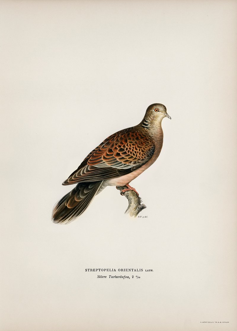 Turtle Doves Image Wallpaper