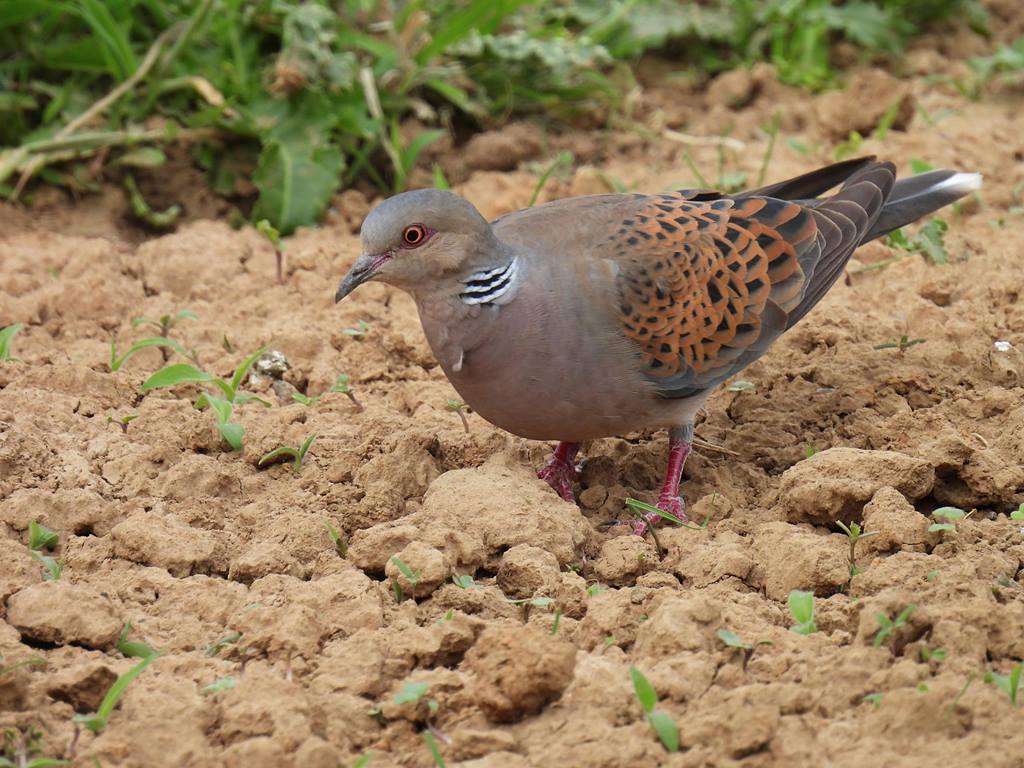 Why are Turtle Doves in trouble? Turtle Dove
