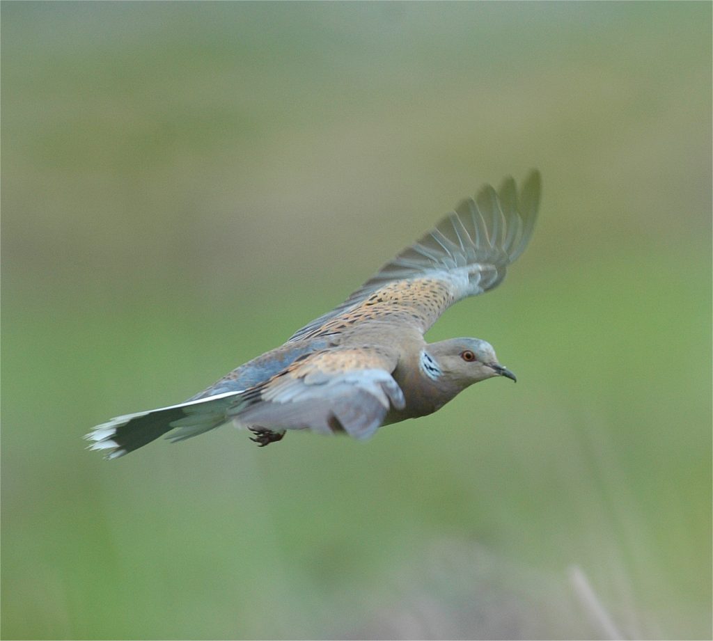 Migratory Bird Of The Month: Turtle Dove