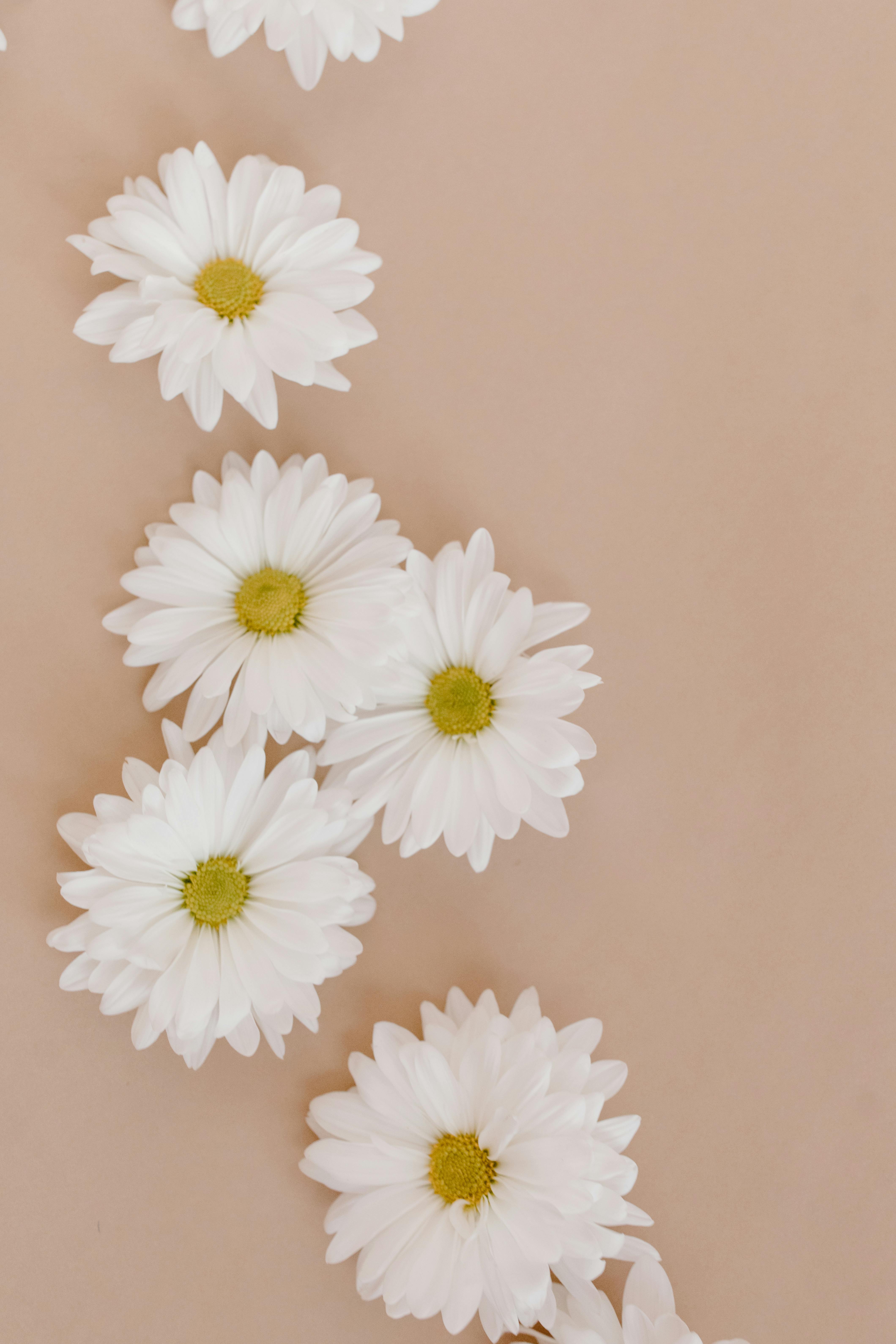 White Flowers on Beige Background · Free