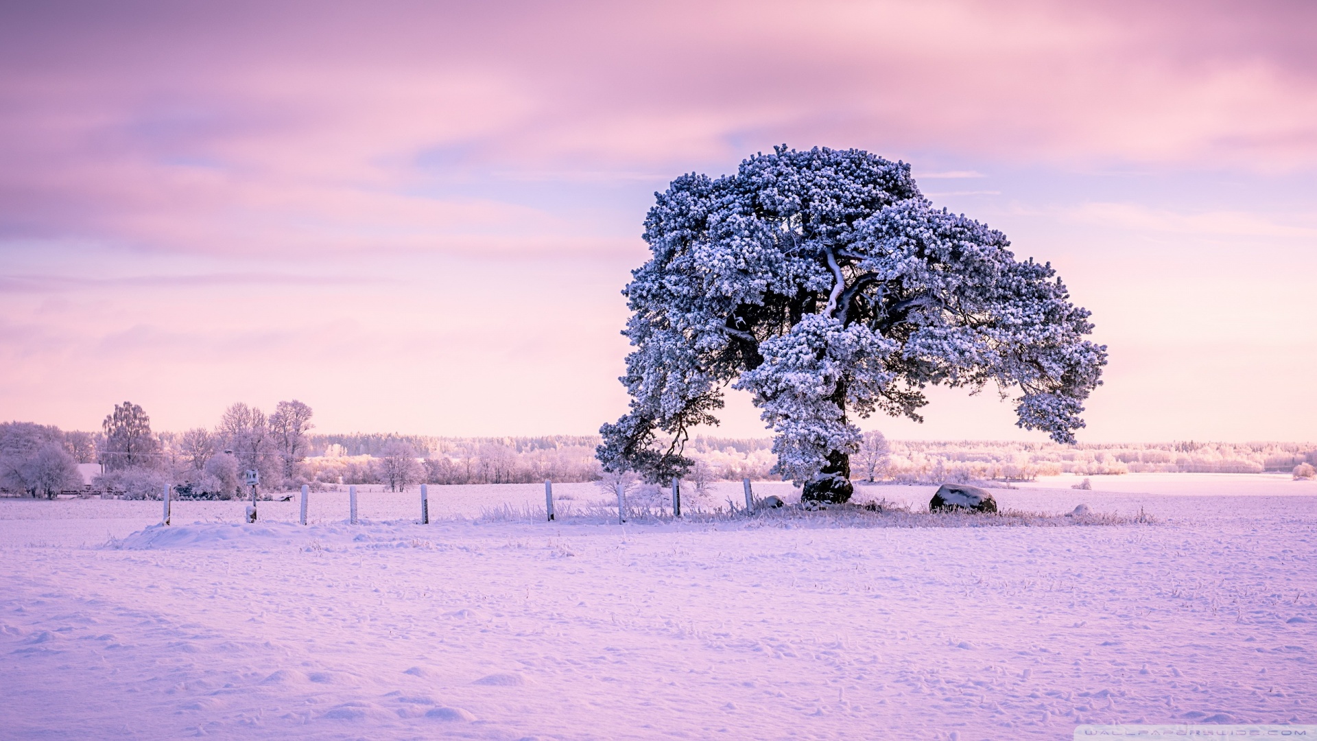 Beautiful Old Tree, Winter 4K UHD Wallpaper for UltraHD Desktop and TV, Widescreen and UltraWide Display, Smartphone and Tablet Devices