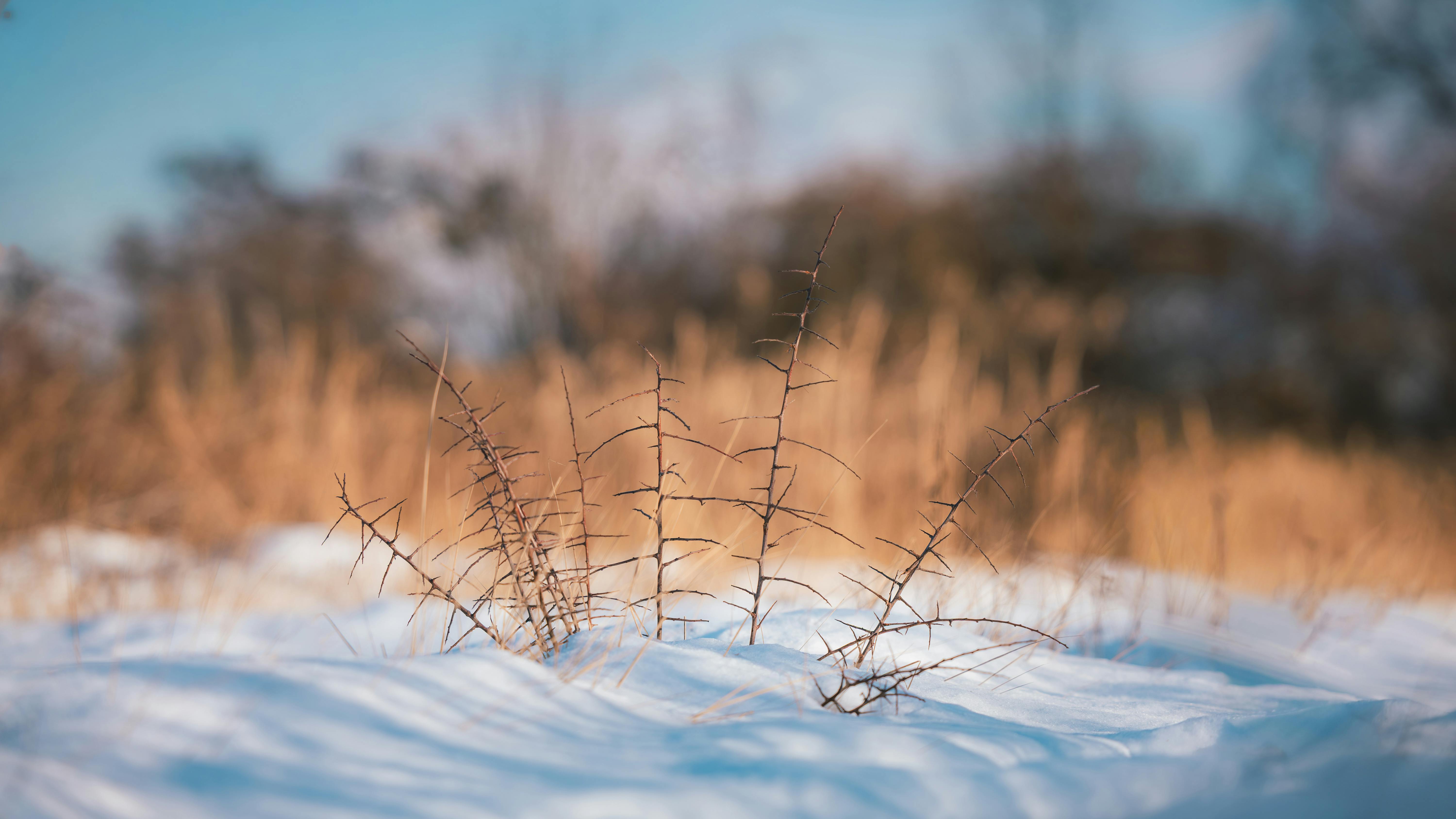Winter Wallpaper Photo, Download The BEST Free Winter Wallpaper & HD Image
