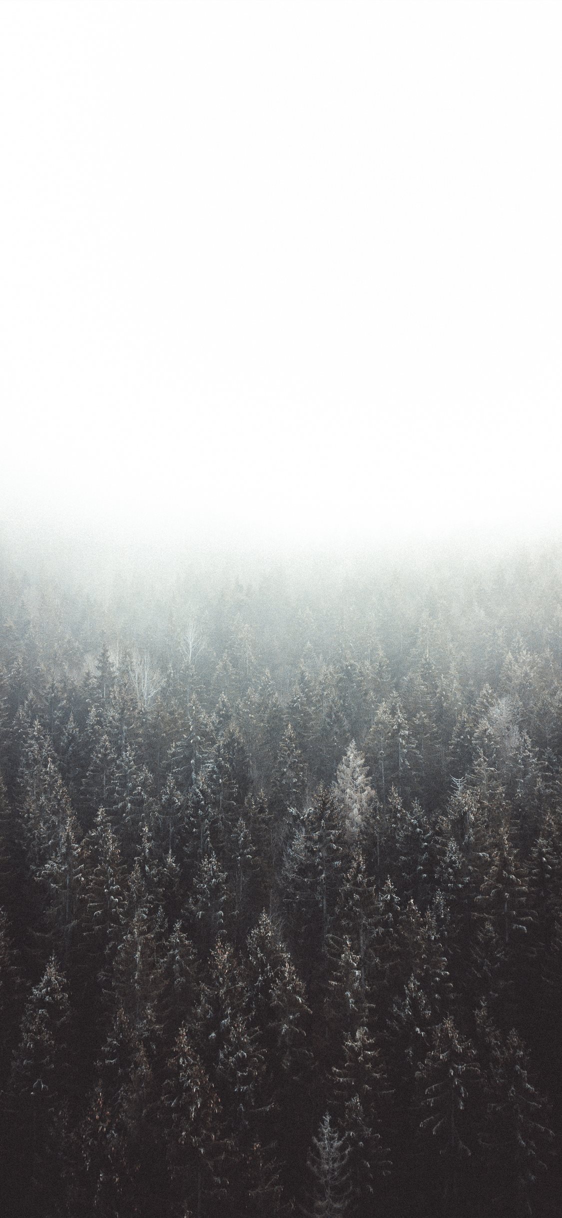 Lost in the woods iPhone X Wallpaper Free Download