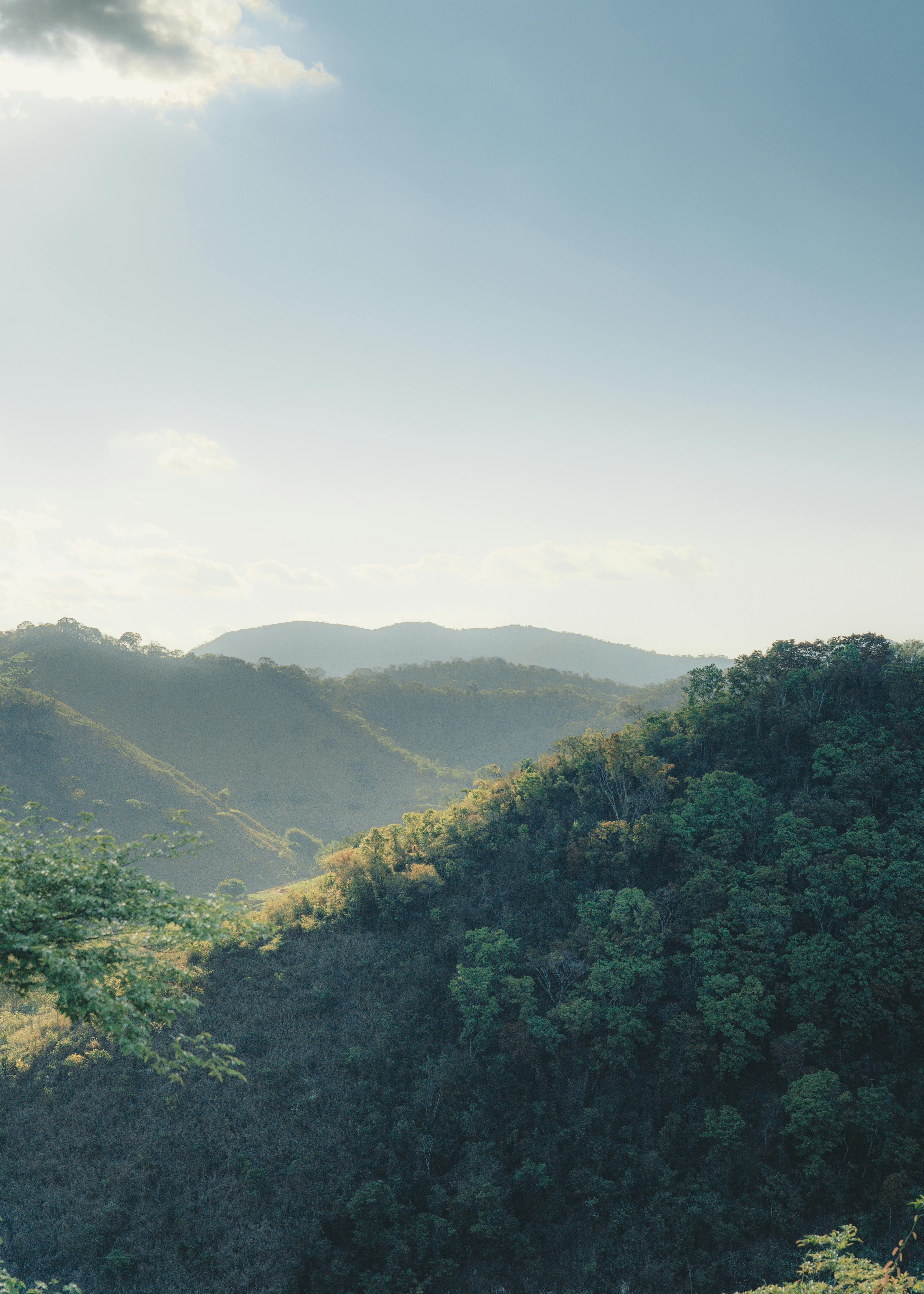 Landscape Photography of Forest · Free