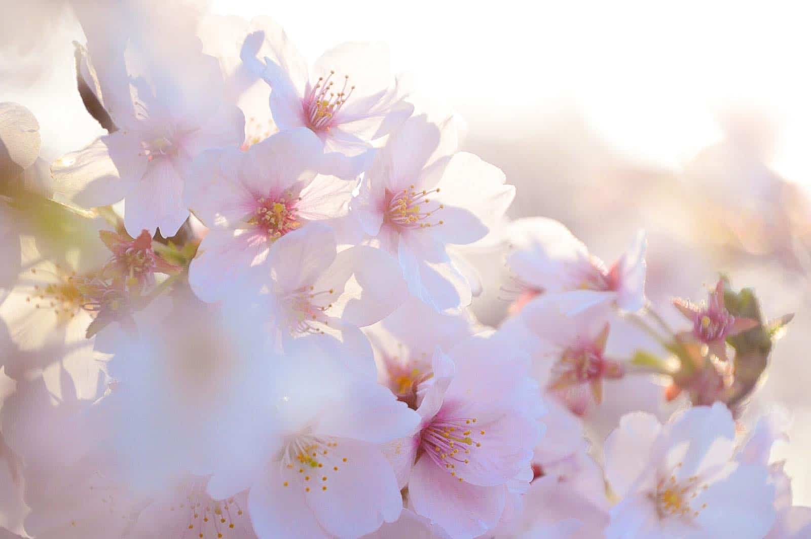 都心から約1時間！茨城県で春を感じる旅はいかが？