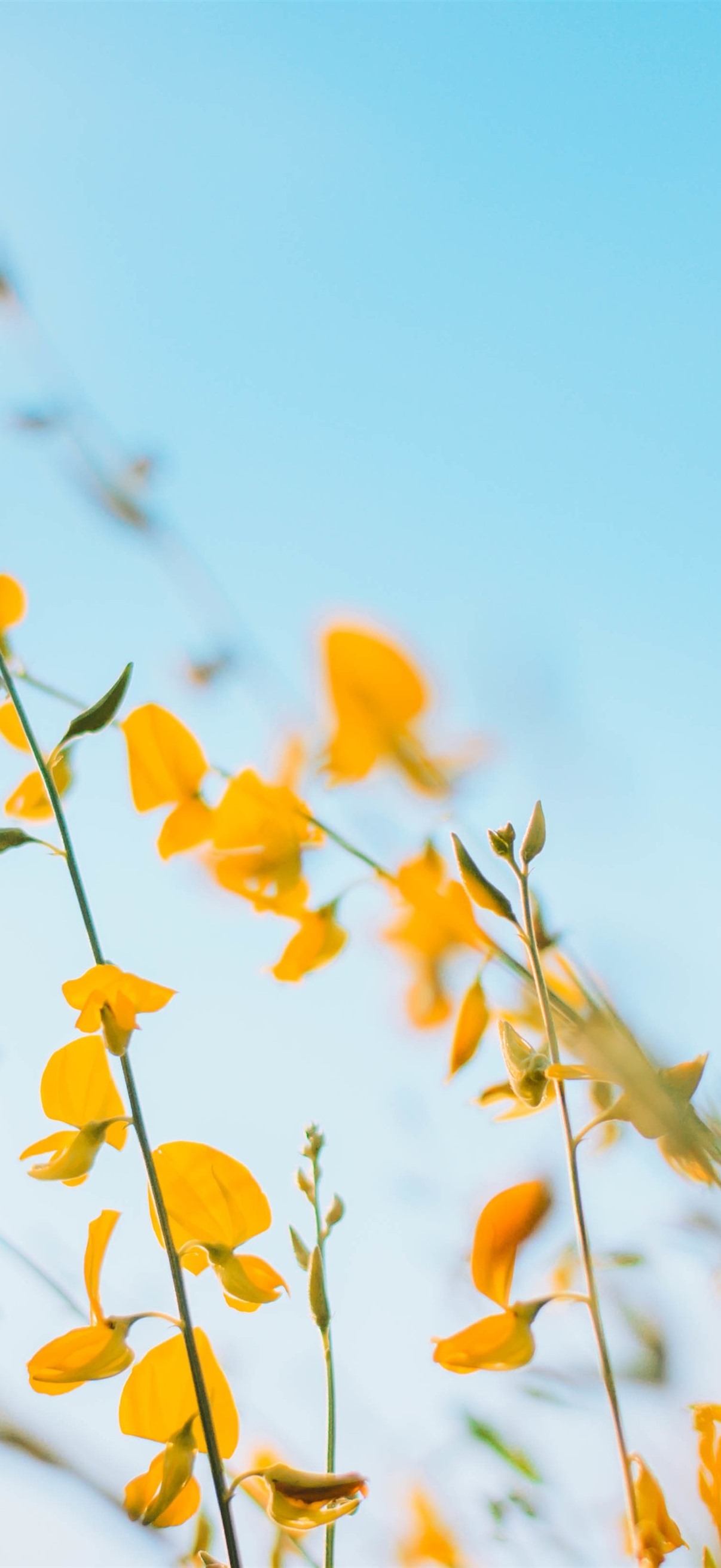 Yellow Flowers, Blue Sky Background 1206x2622 IPhone 16 17 Pro Wallpaper, Background, Picture, Image