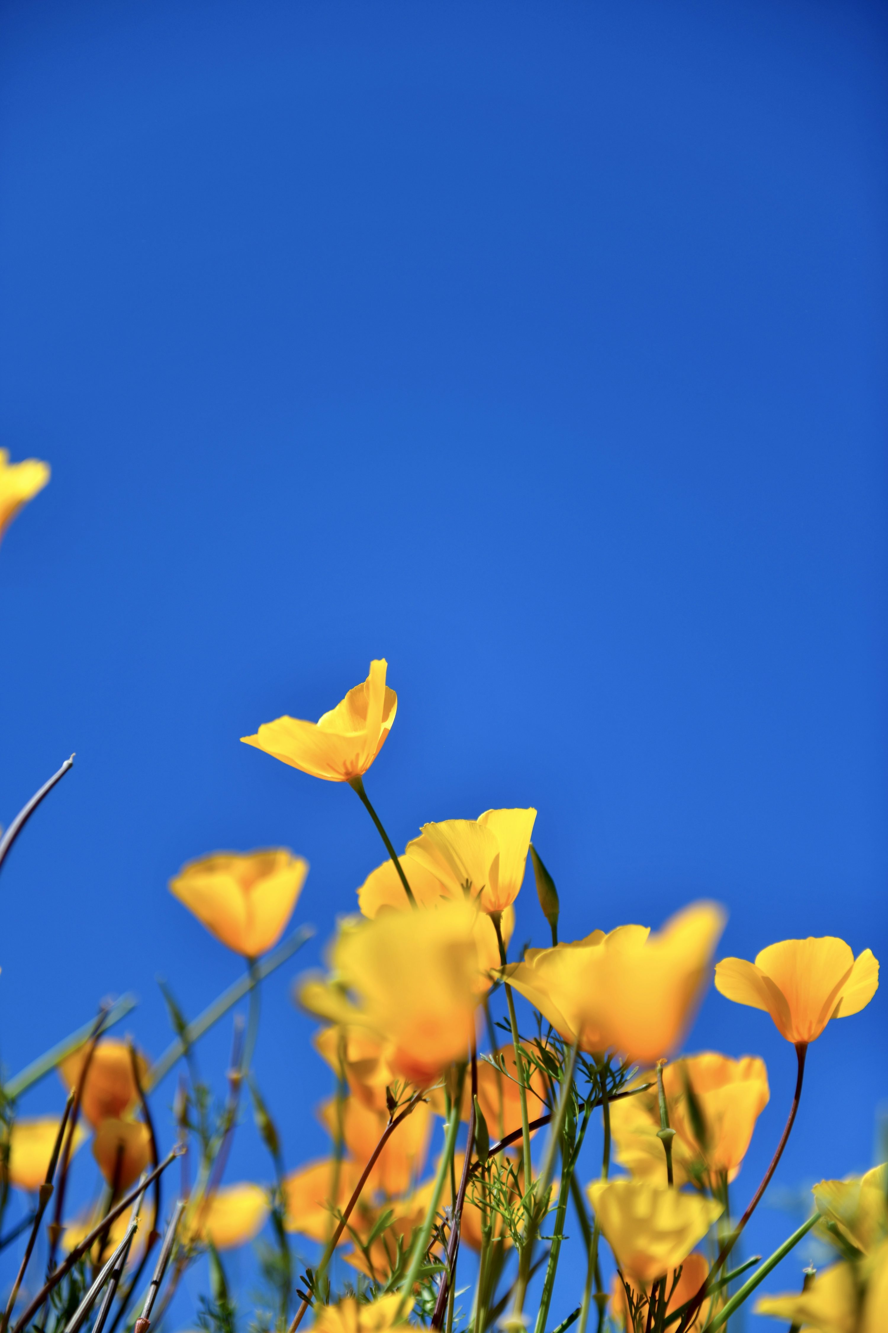 A field of yellow flowers with a blue sky in the background photo