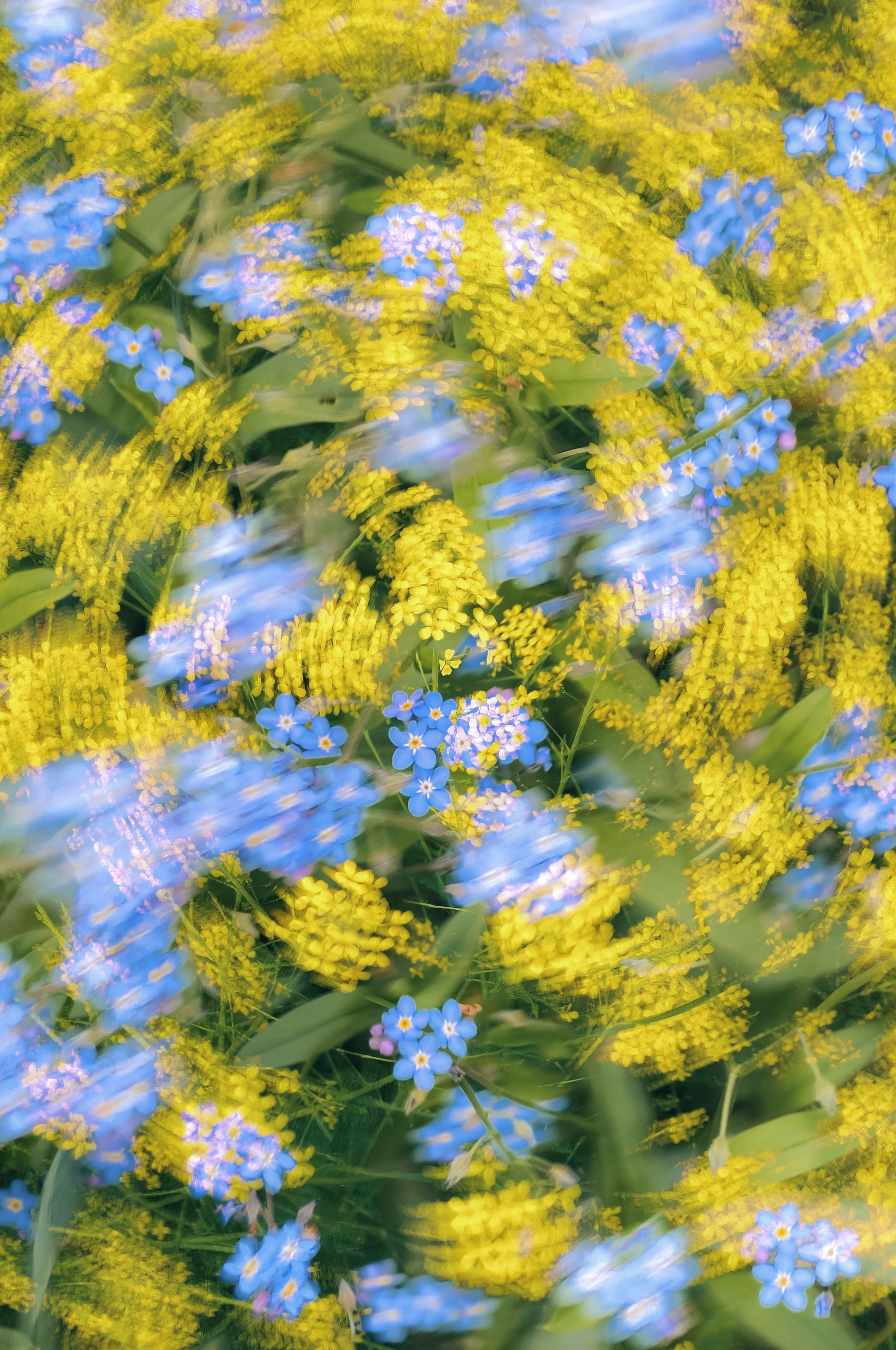 A bunch of blue and yellow flowers in a field photo