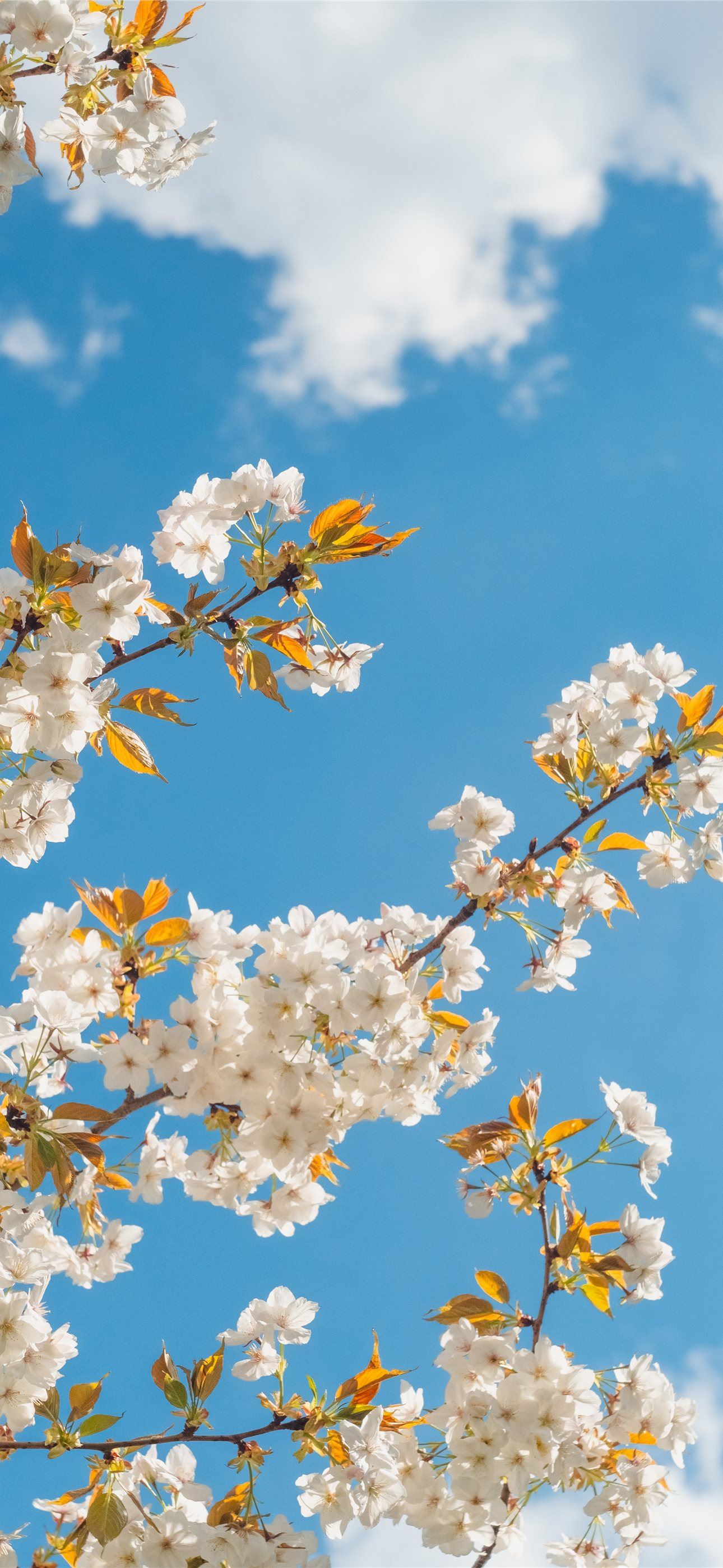 white and yellow flower under blue sky during dayt. iPhone Wallpaper Free Download