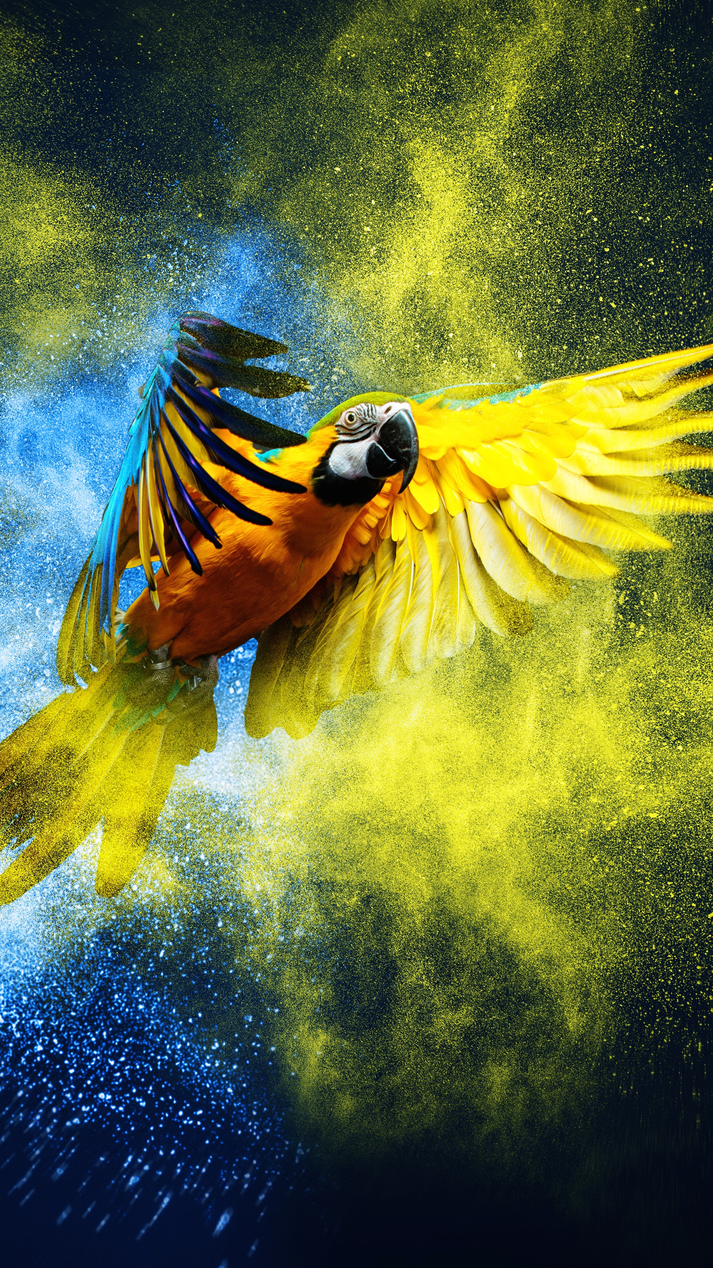 Wallpaper Blue Yellow Explosion, Blue and Yellow Macaw, Parrots, Birds, Macaw, Background Free Image