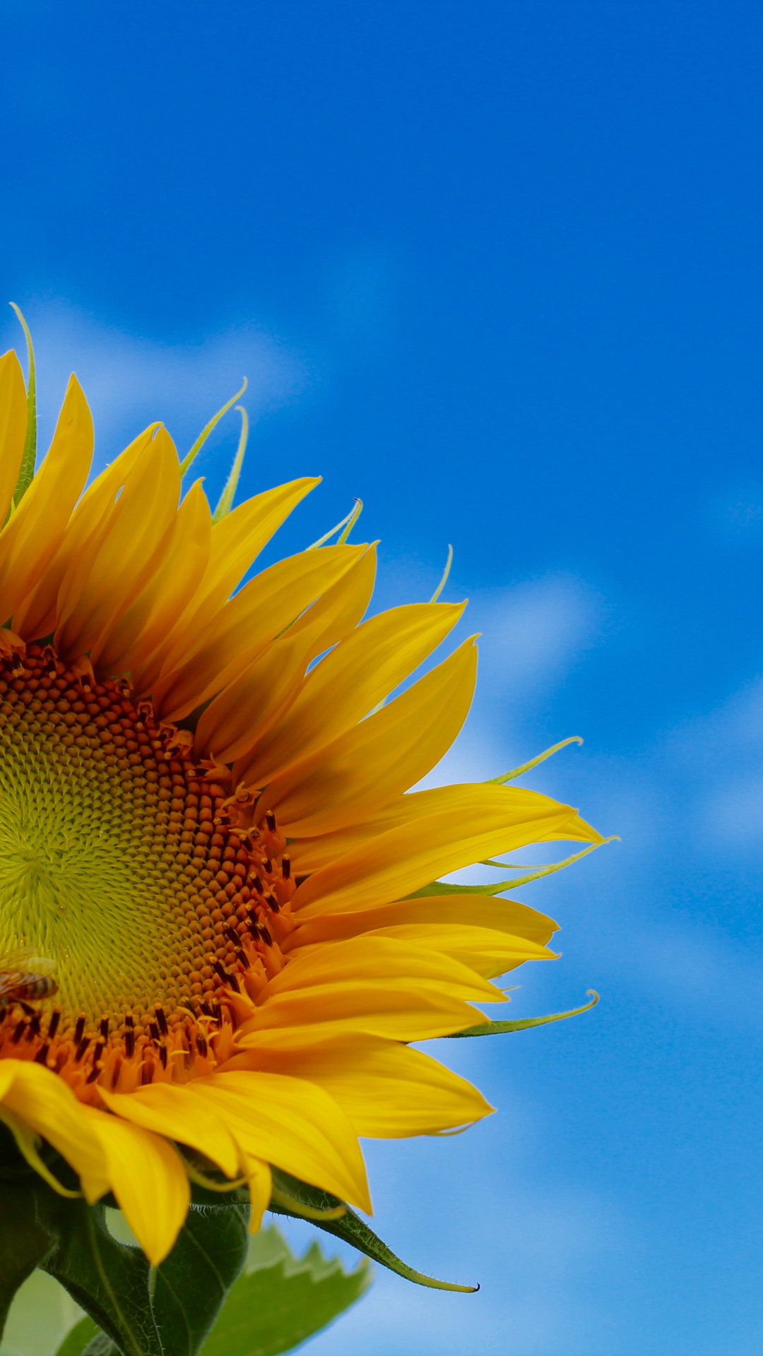 Flower And Blue iPhone Wallpaper