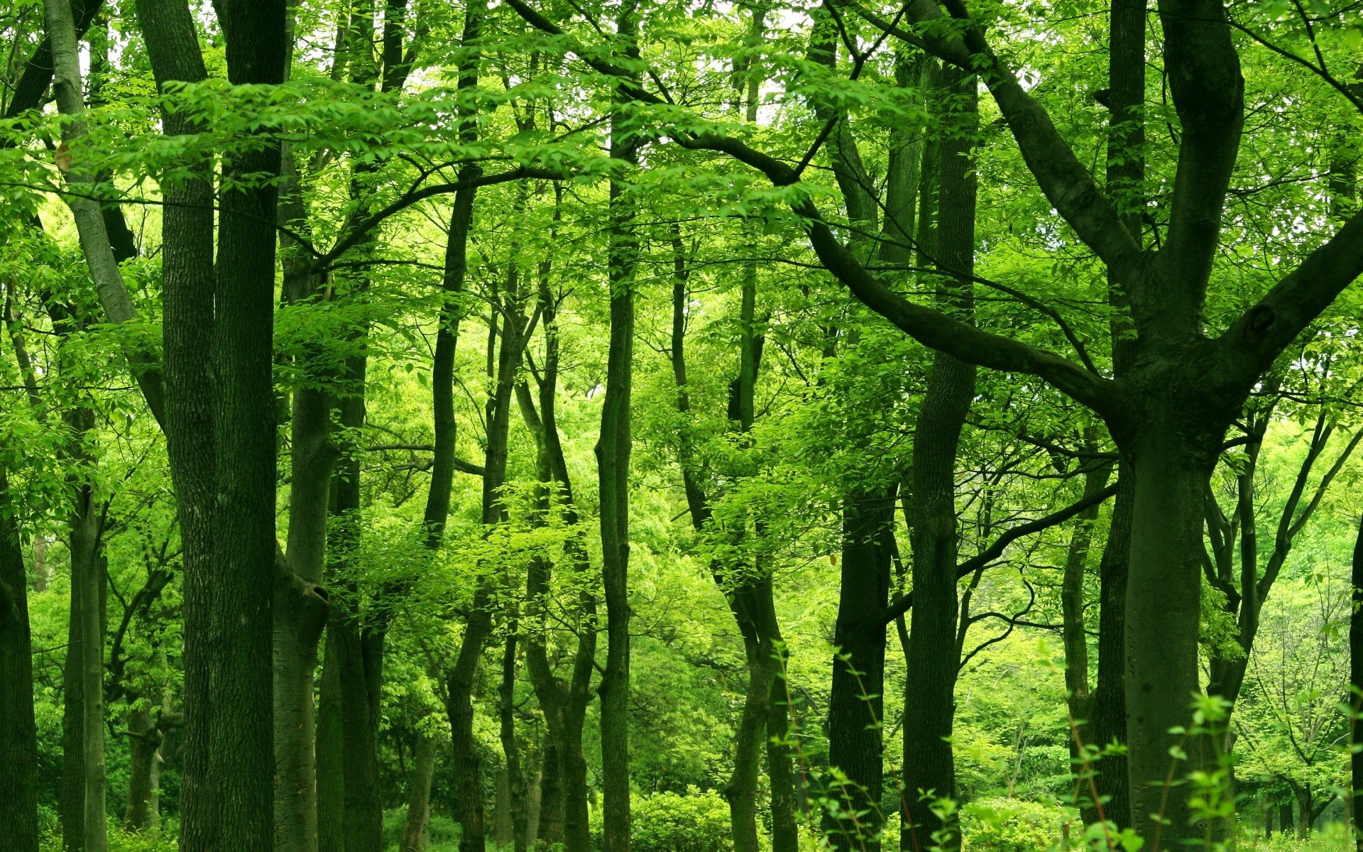 Light green forest on the desktop