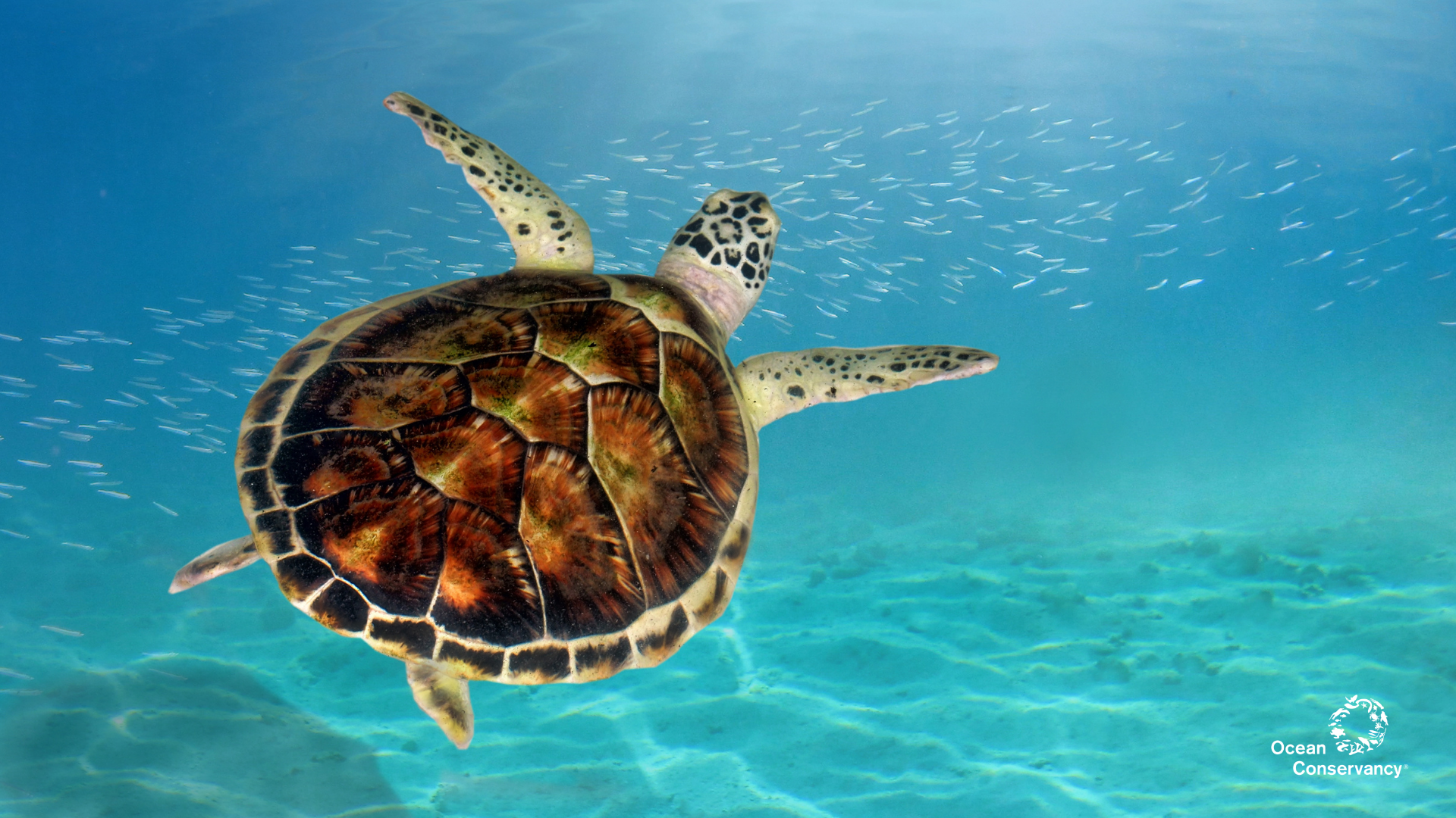 Refresh Your Desktop With These Ocean Inspired Wallpaper