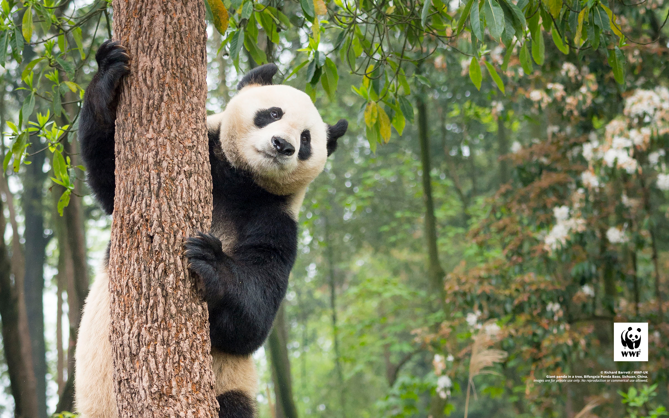 Free nature wallpaper