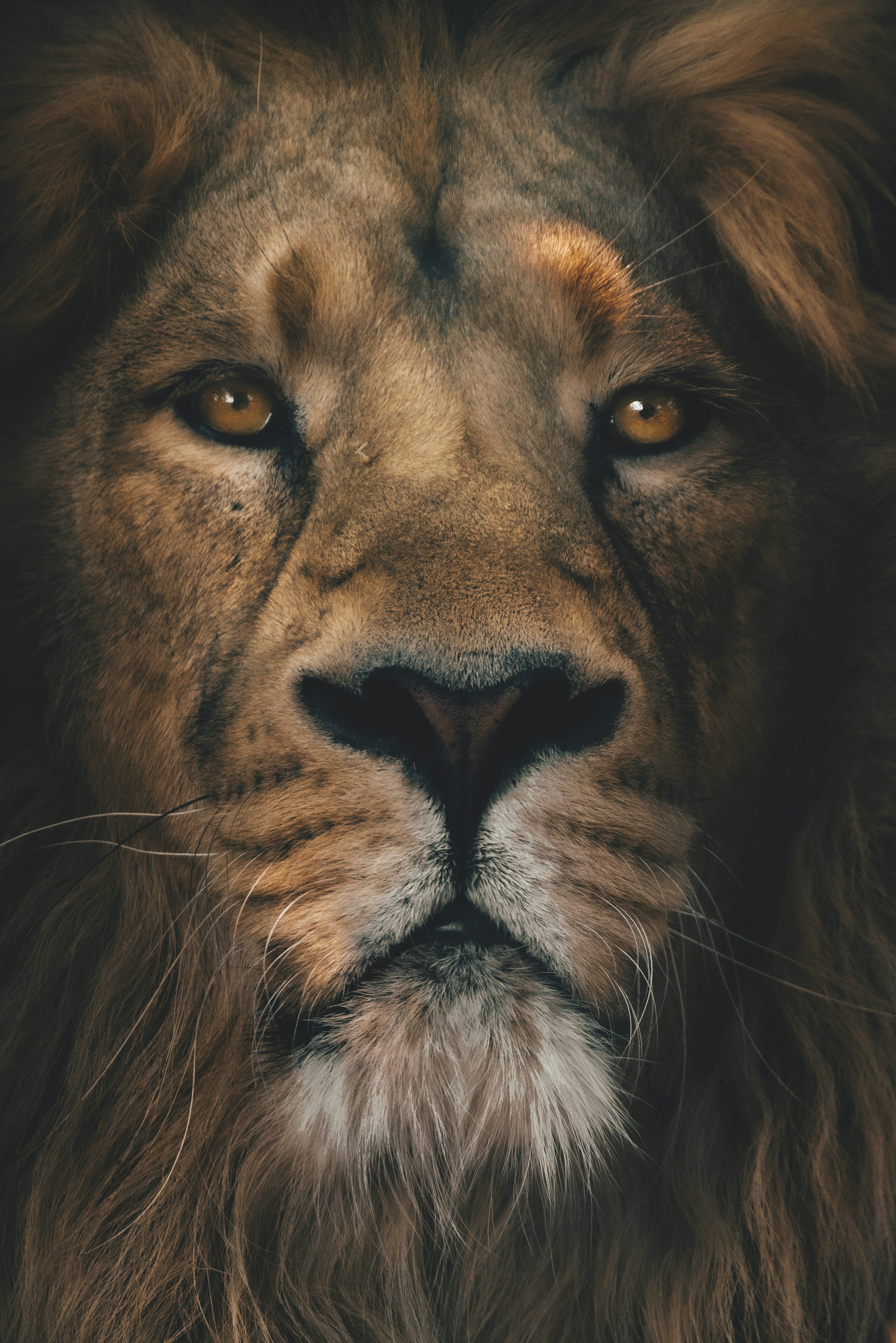 Lion Wallpaper Picture Creators