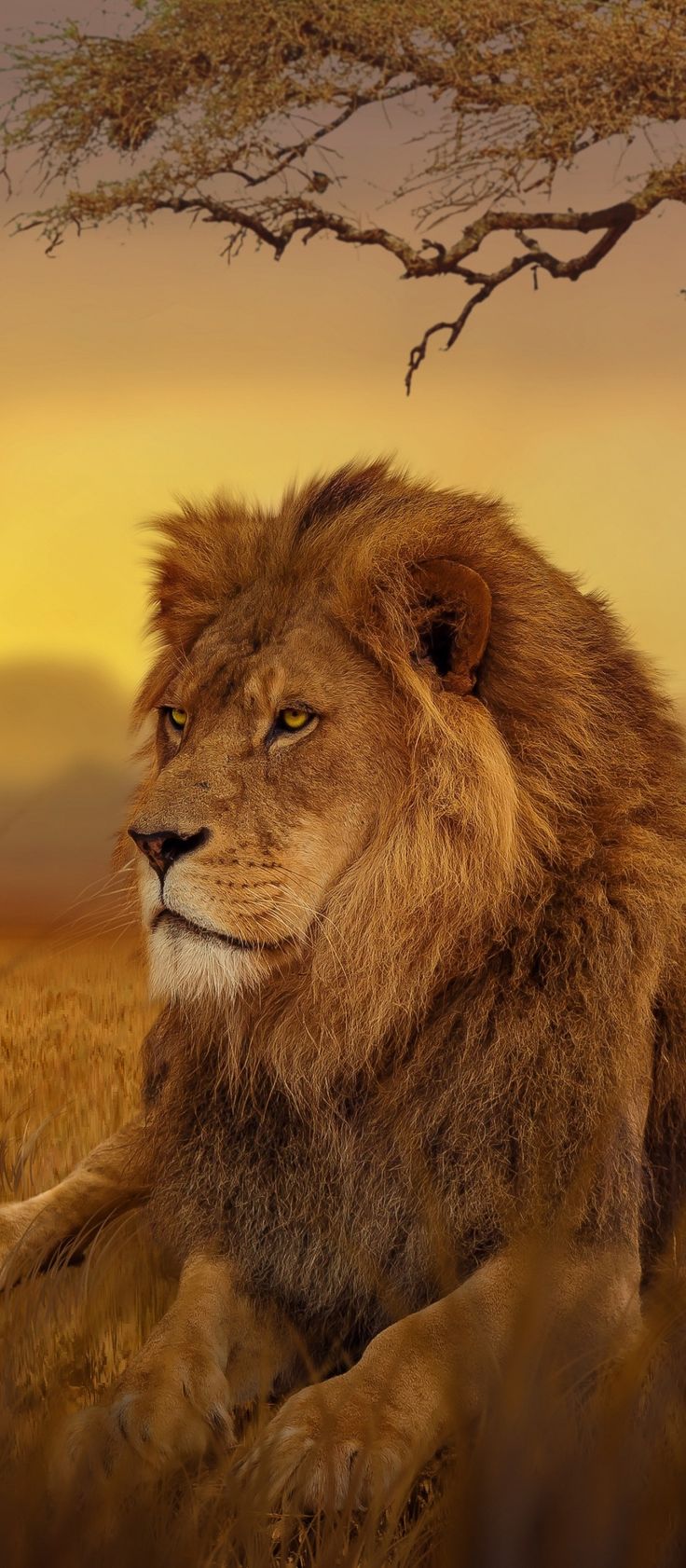 Majestic Lion: IPhone 14 Wallpaper Collection