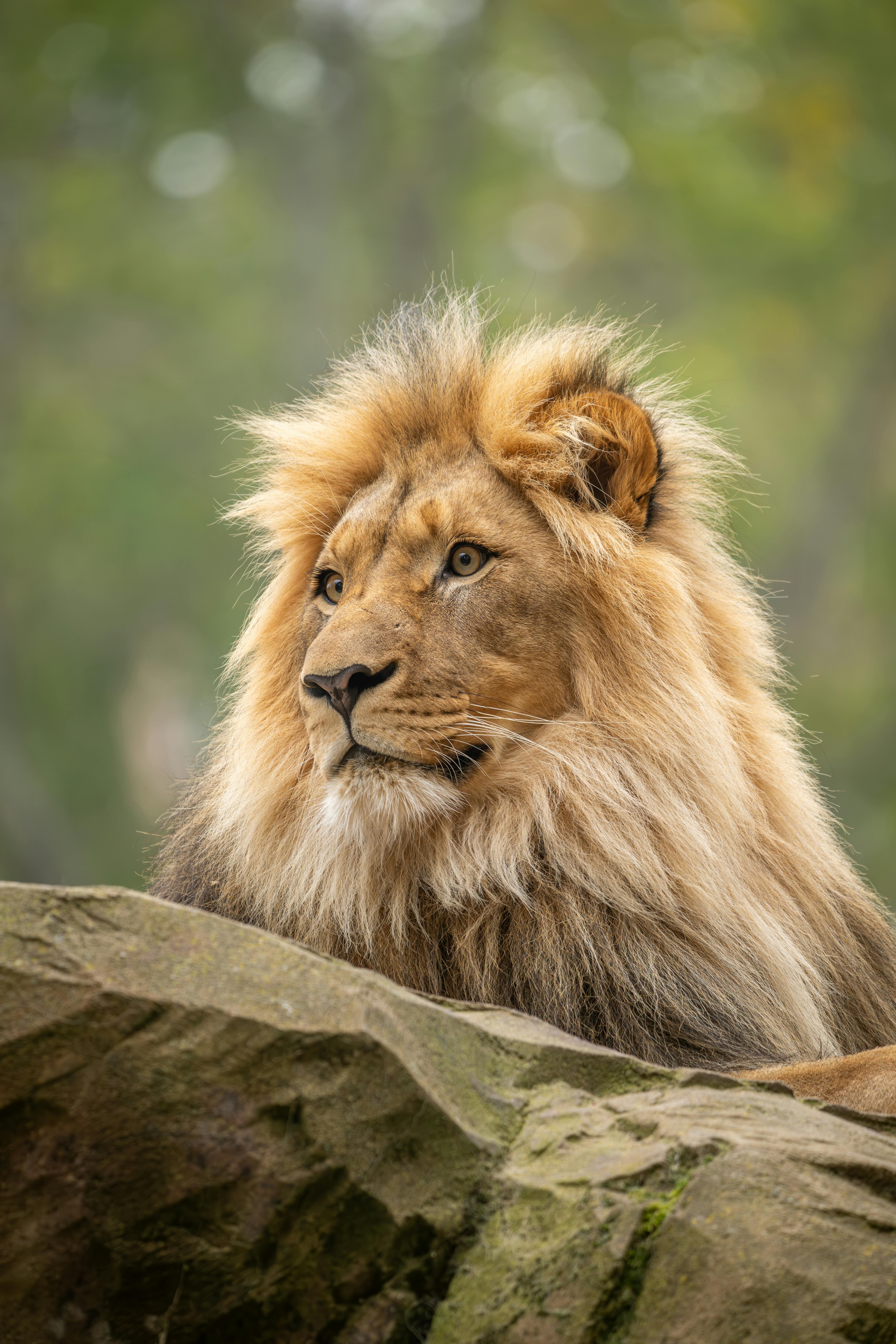 Majestic Lion in the Wilderness Captured · Free
