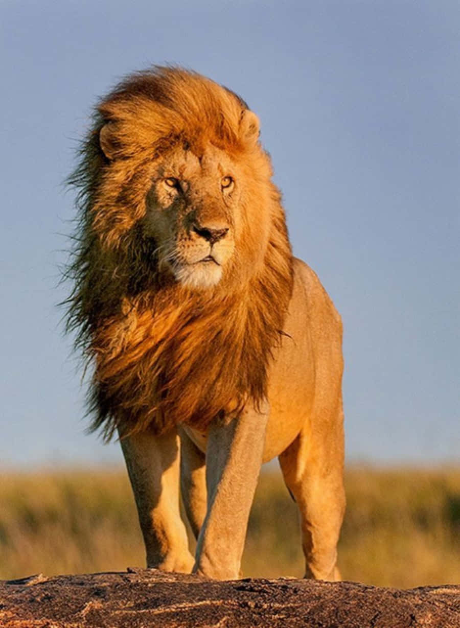 Download The King of the Jungle