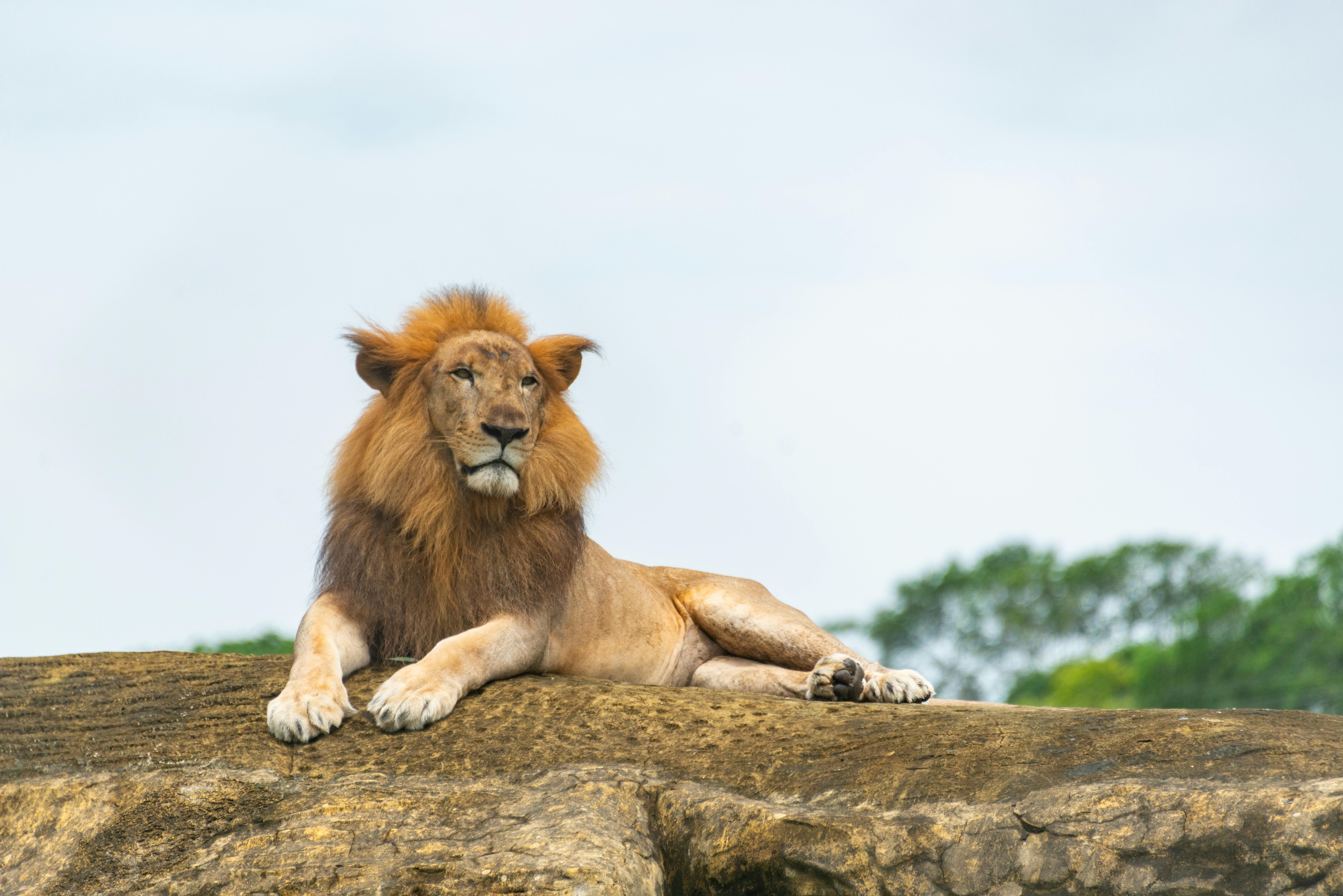 Magnificent Lion Lying on Rock · Free
