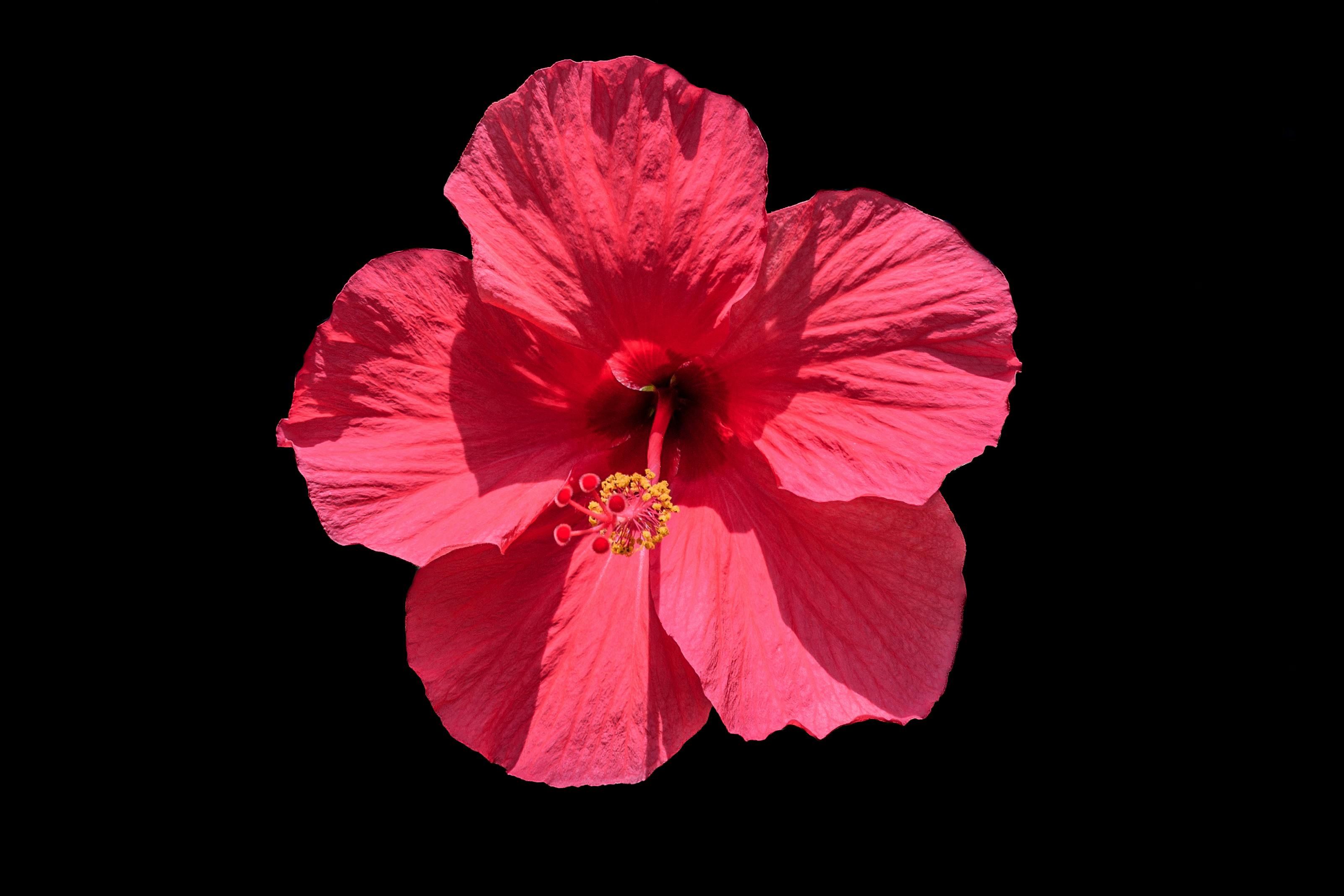 Vibrant Pink Hibiscus Flower on Black Background · Free
