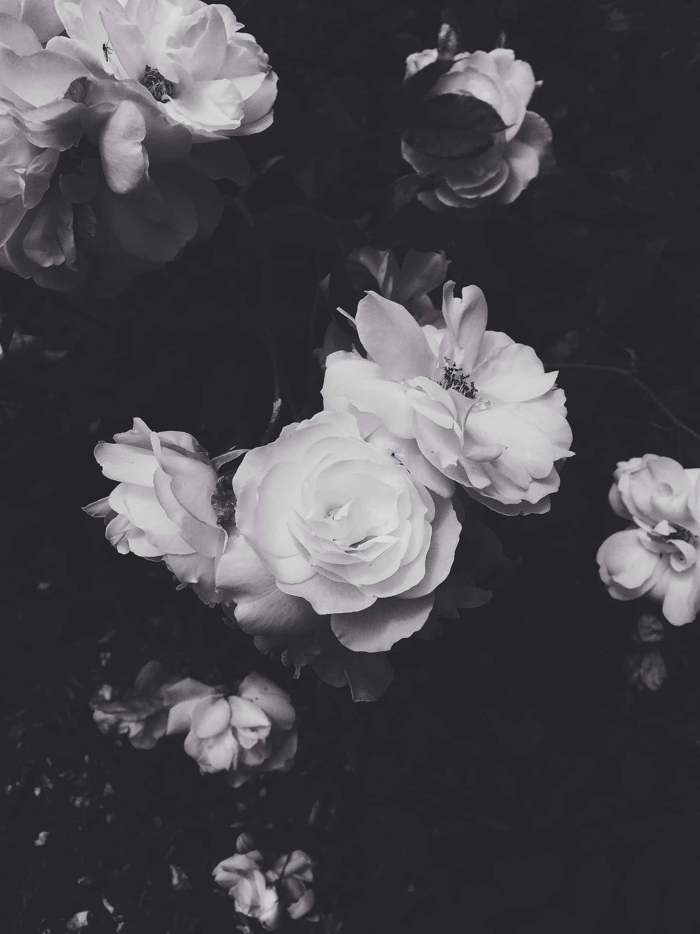Download The perfect cool black and white aesthetic. Wallpaper