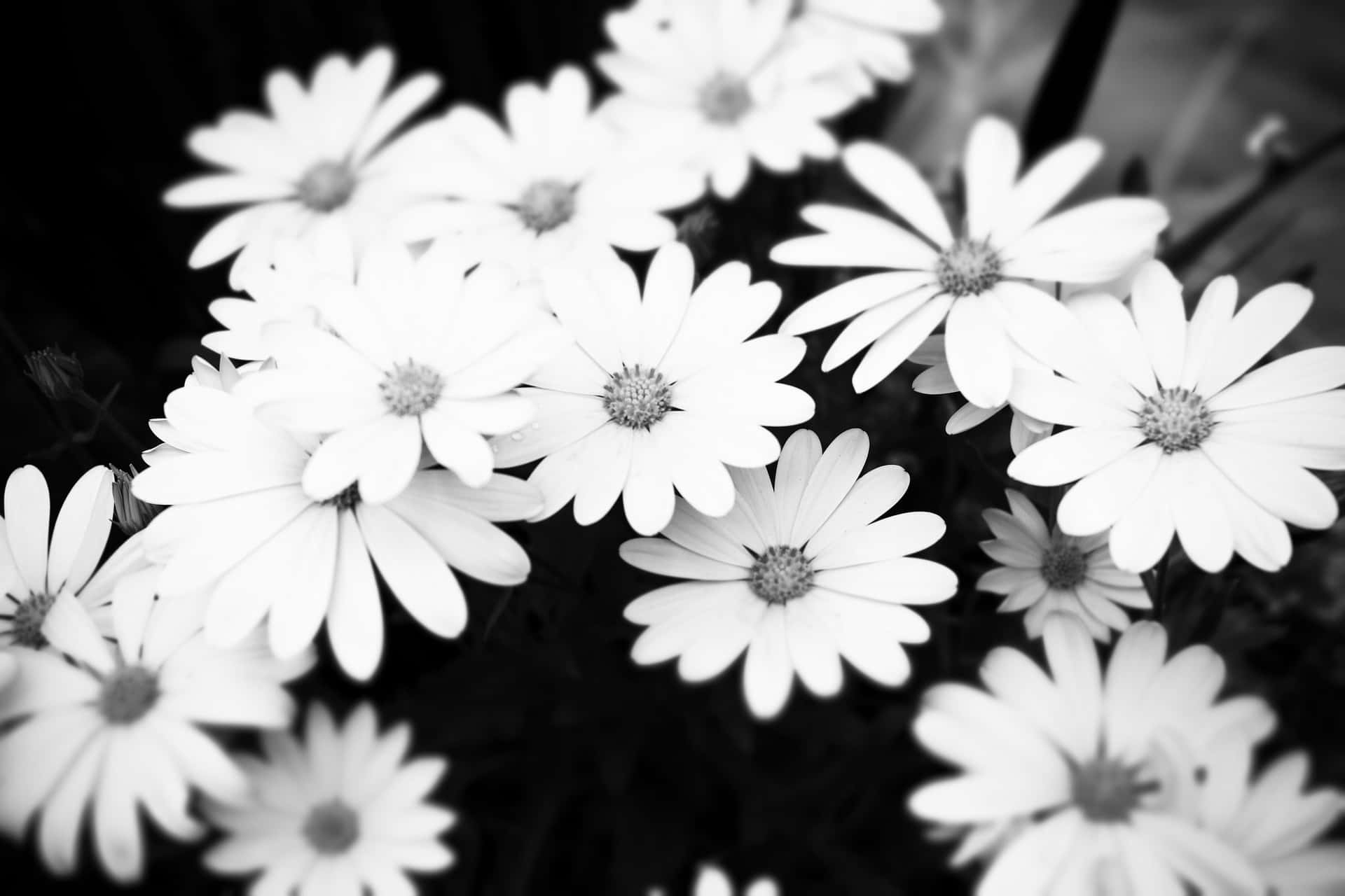Black And White Aesthetic Picture