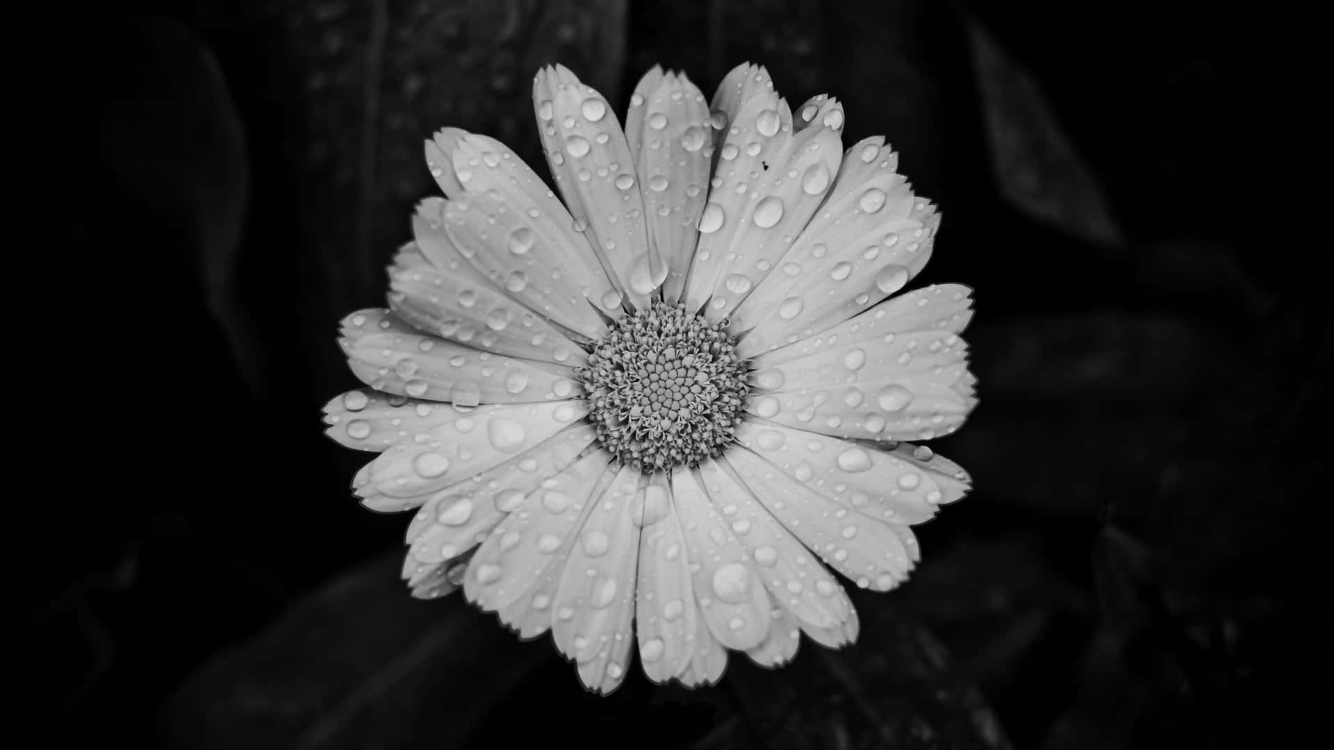 Black And White Aesthetic Background