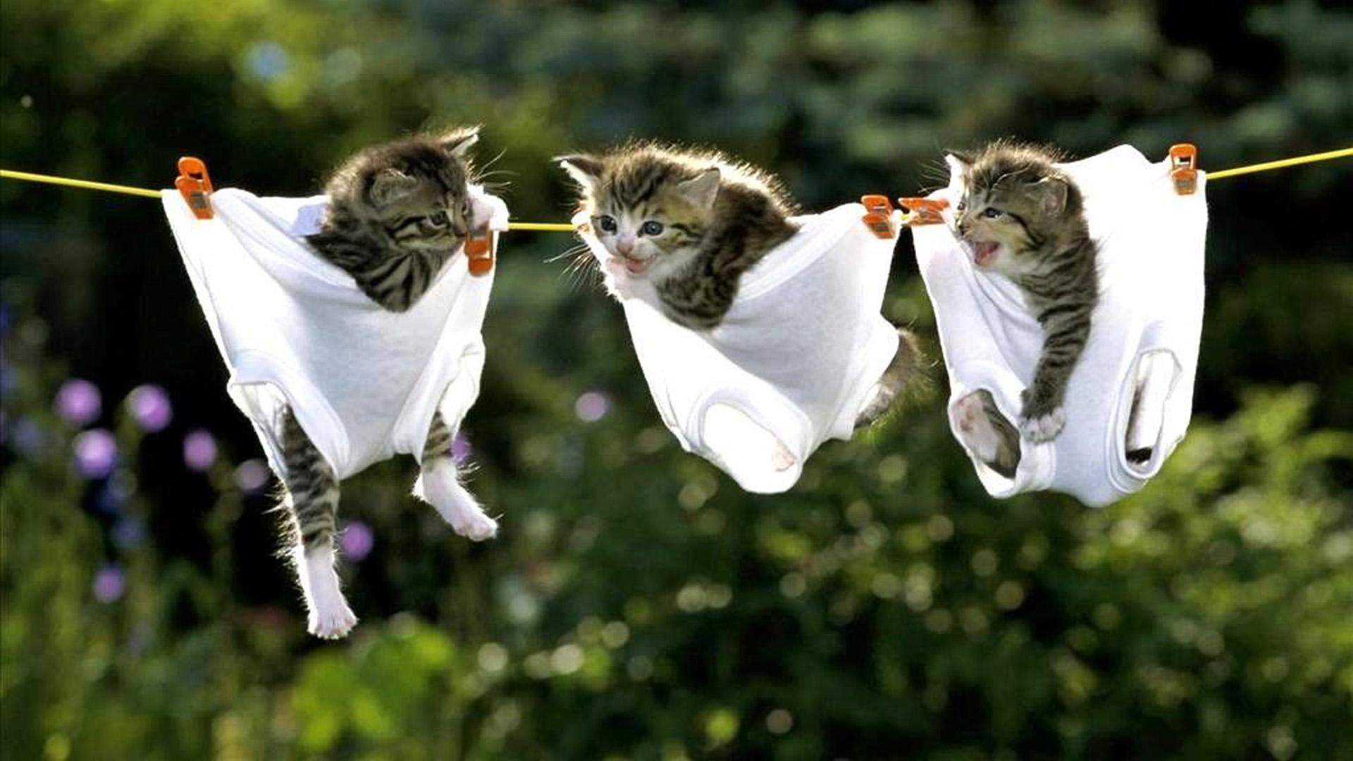 Black White Funny Cat Kittens Face Expression White Underwear Blur Bokeh Background HD Funny Cat Wallpaper