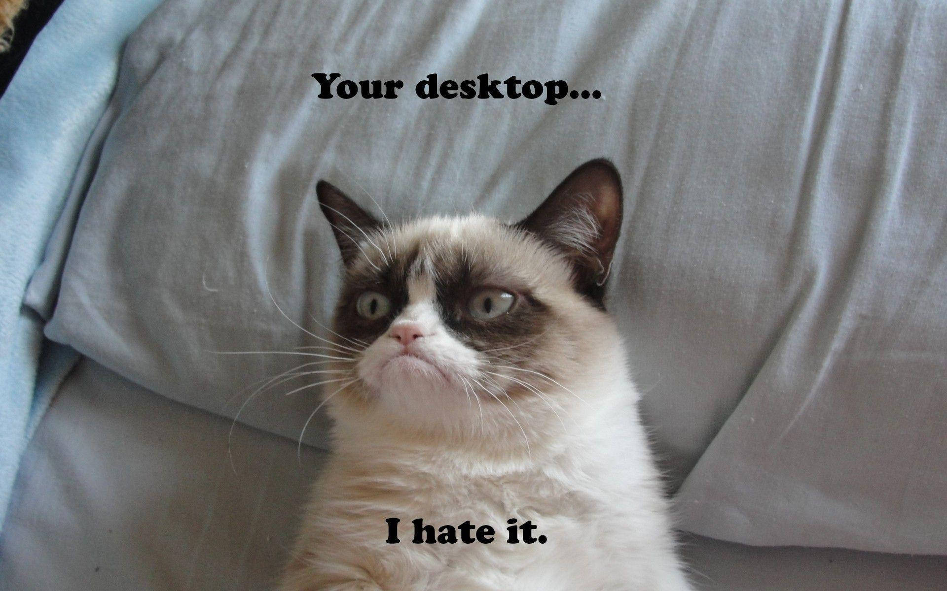 Download Funny Cat With Disapproving Face Wallpaper