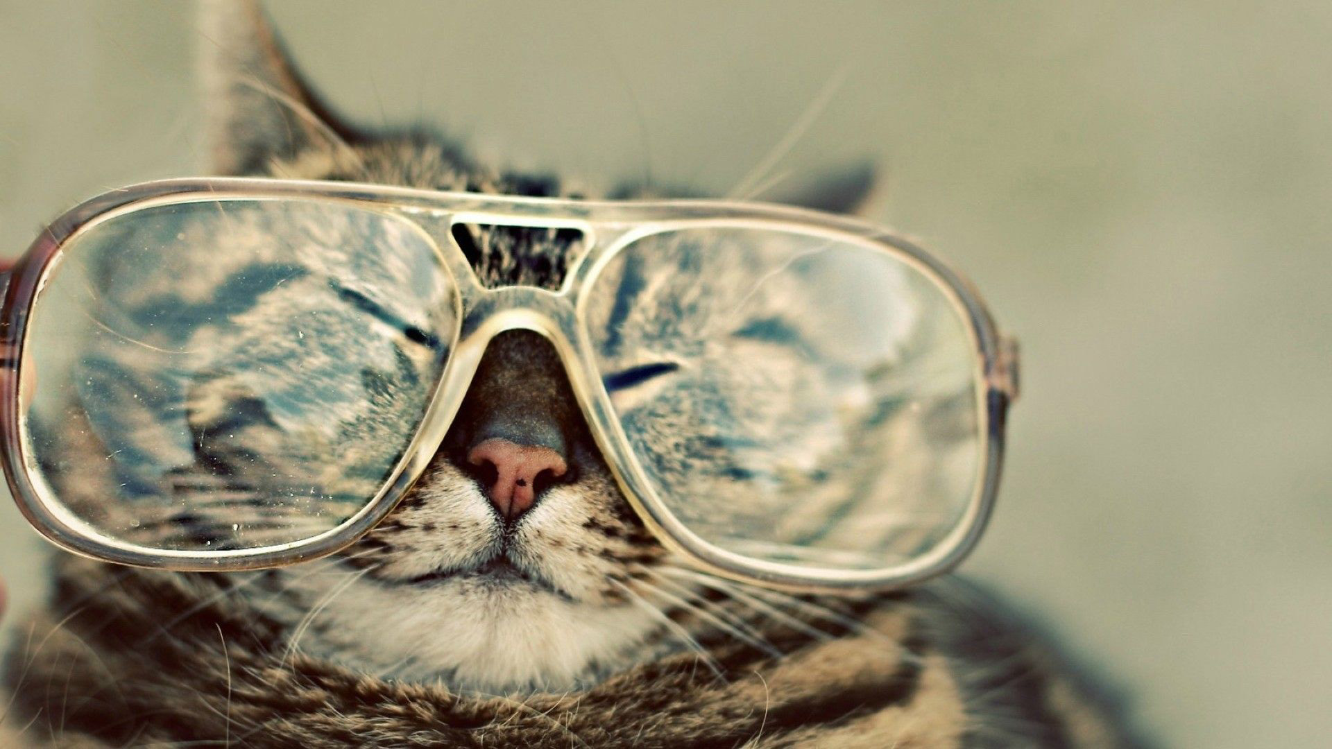 Funny Cat With Big Specs Face Expression HD Funny Cat Wallpaper