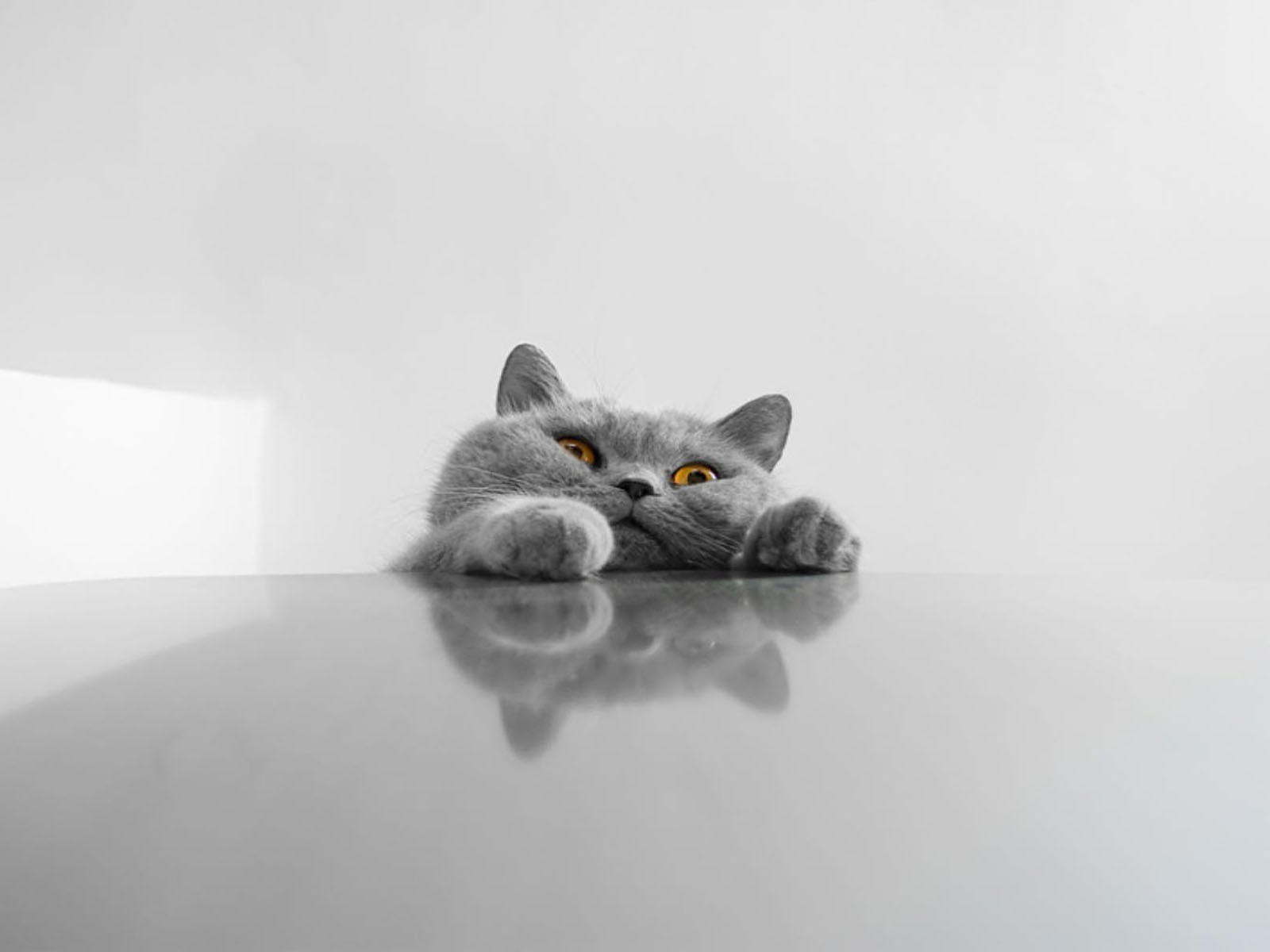 A fat gray funny cat Desktop wallpaper 1024x768