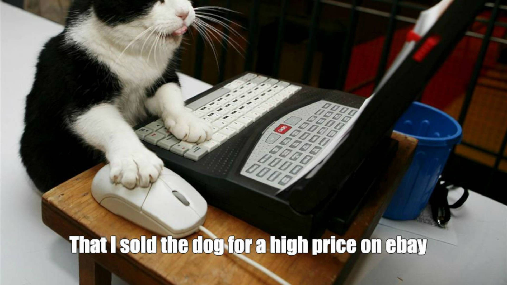 Download Working hard for that Cat's life! Wallpaper