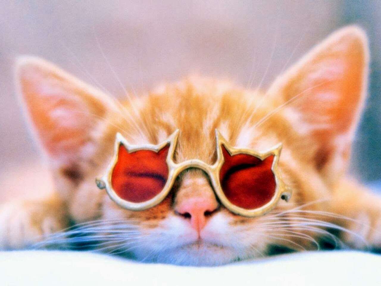 beautiful wallpaper: funny cat picture wallpaper