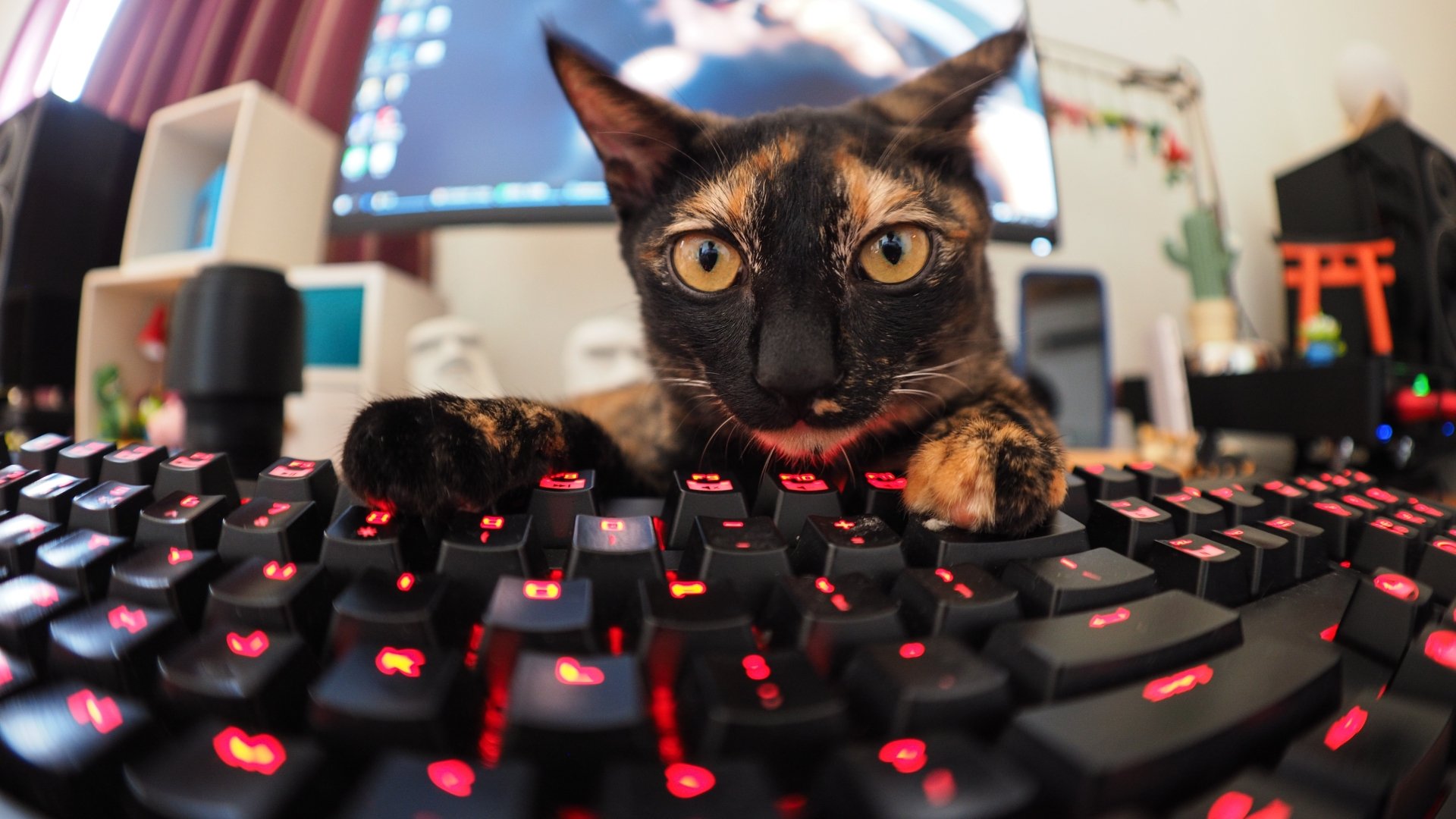 4K Ultra HD Cat Stare: The Funny Keyboard Commander
